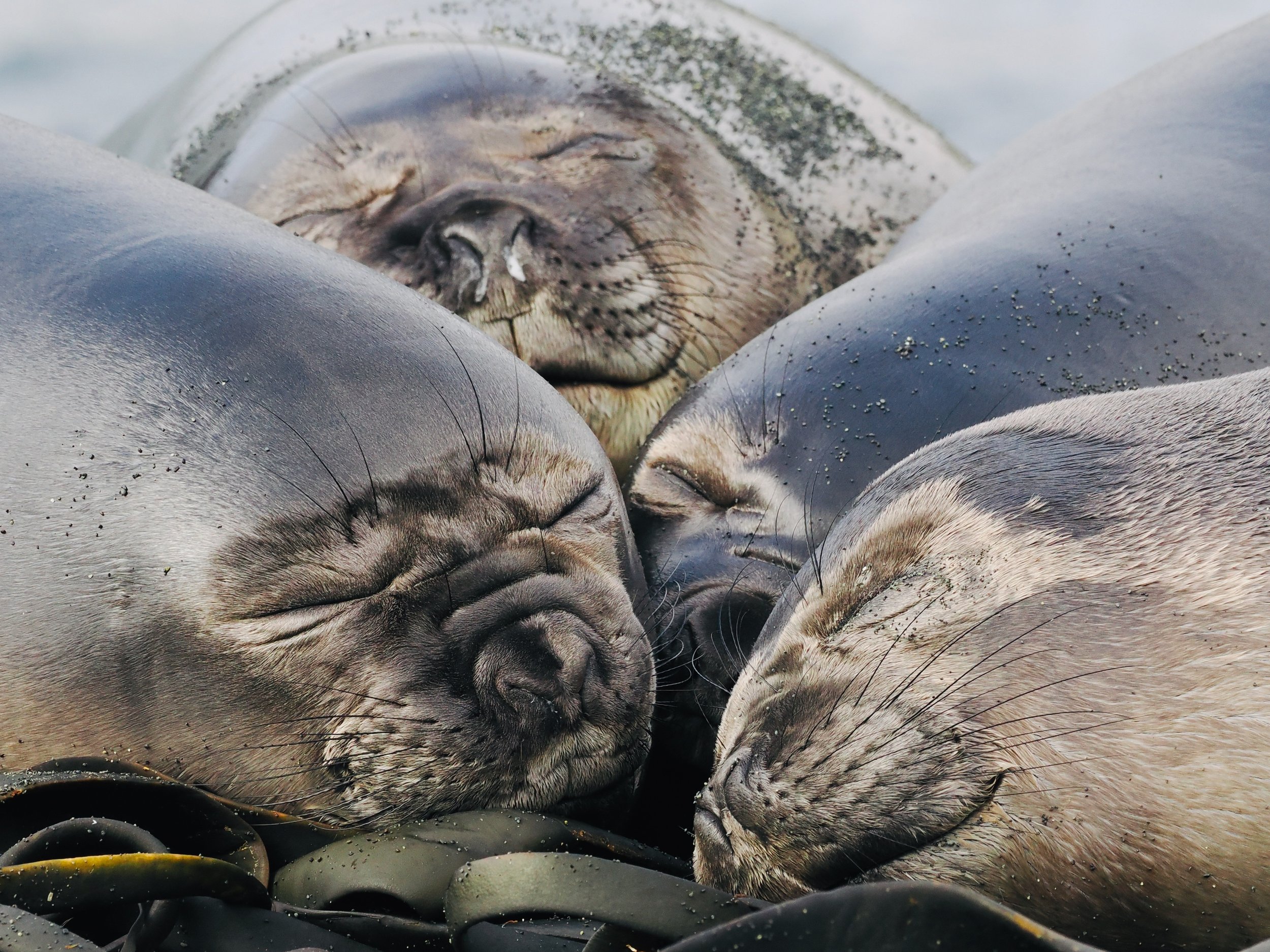Elephant Seal pups cluster together 