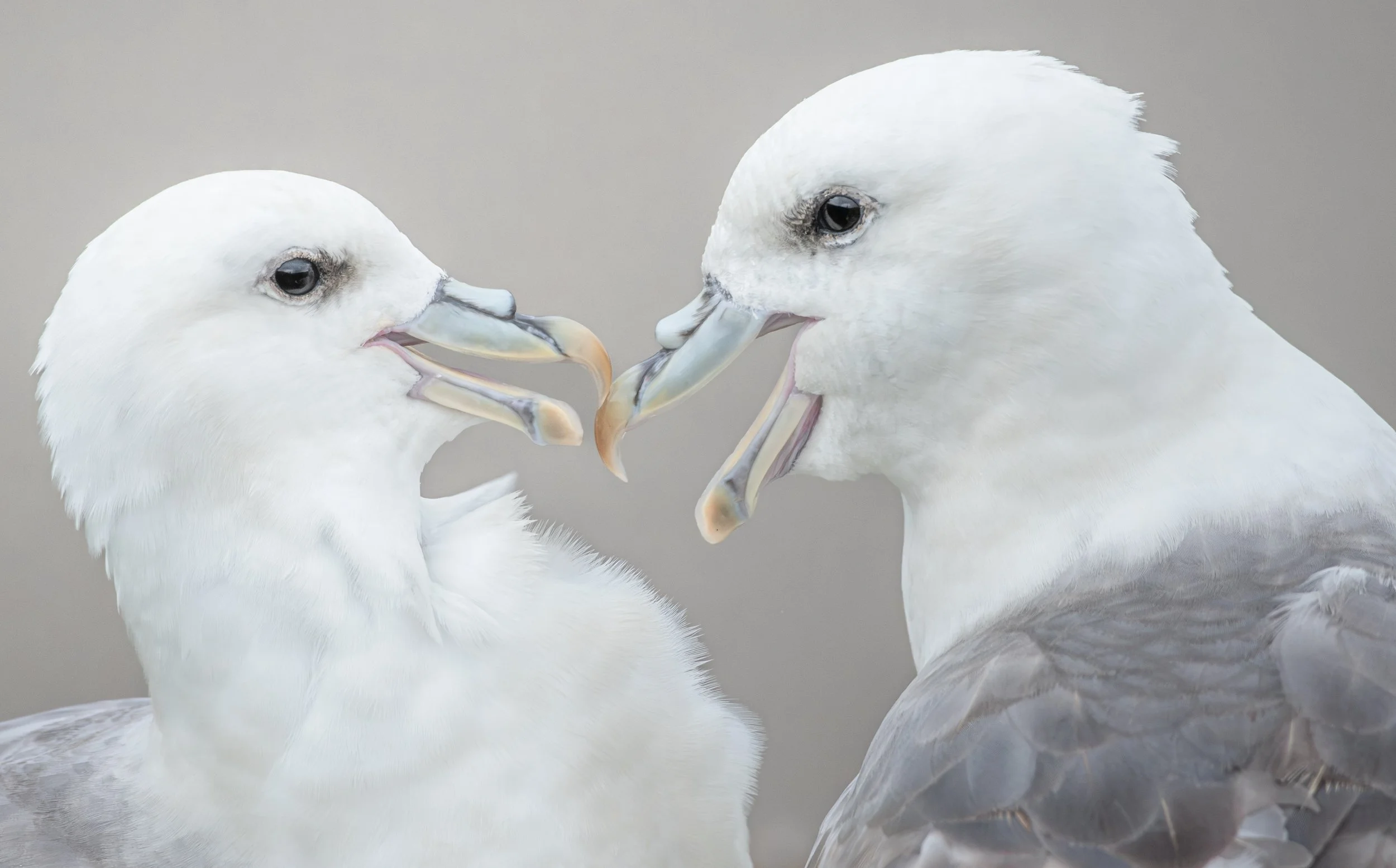 Fulmars interacting ©Rachel Bigsby