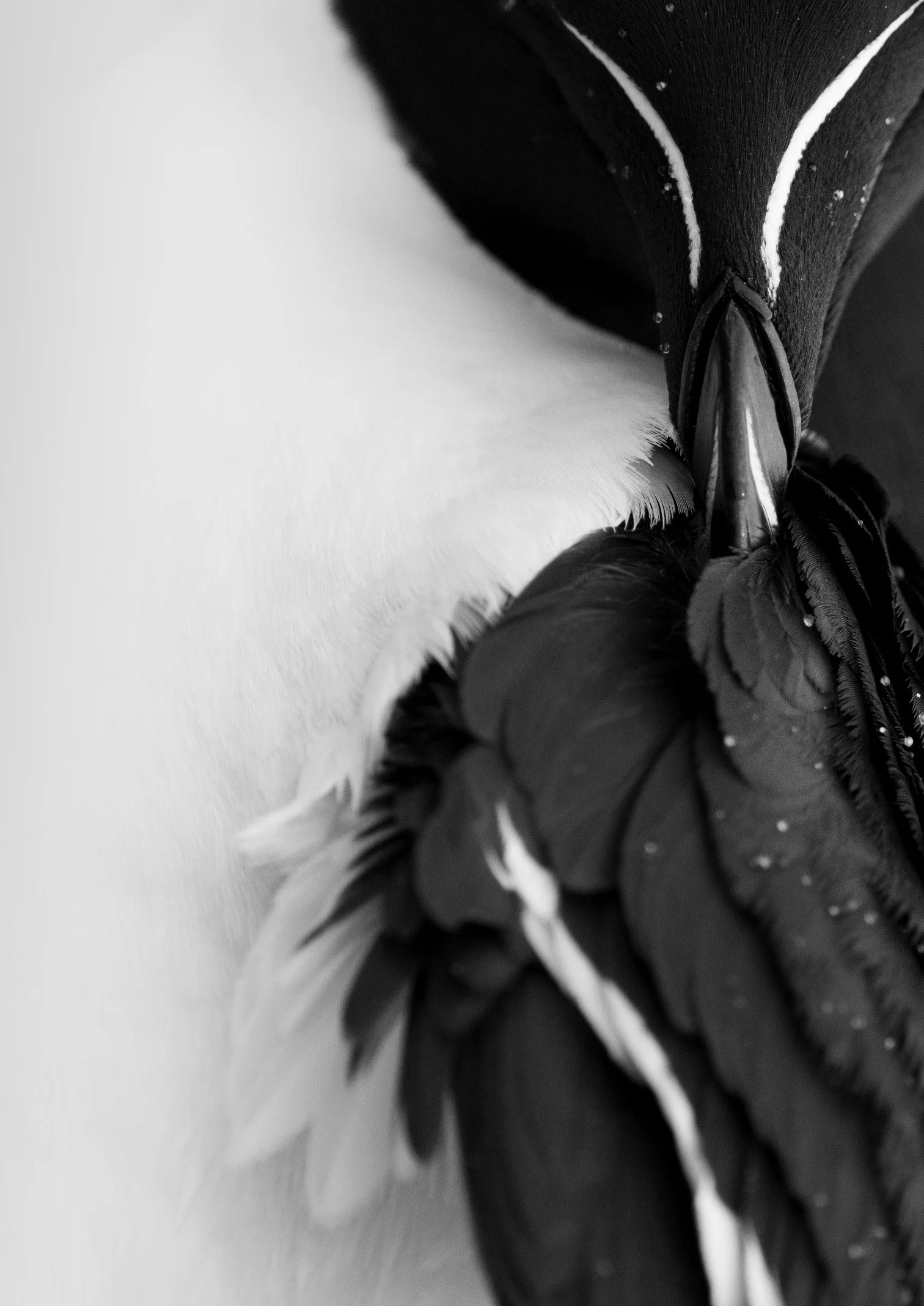 and they also make for brilliant subjects © Rachel Bigsby