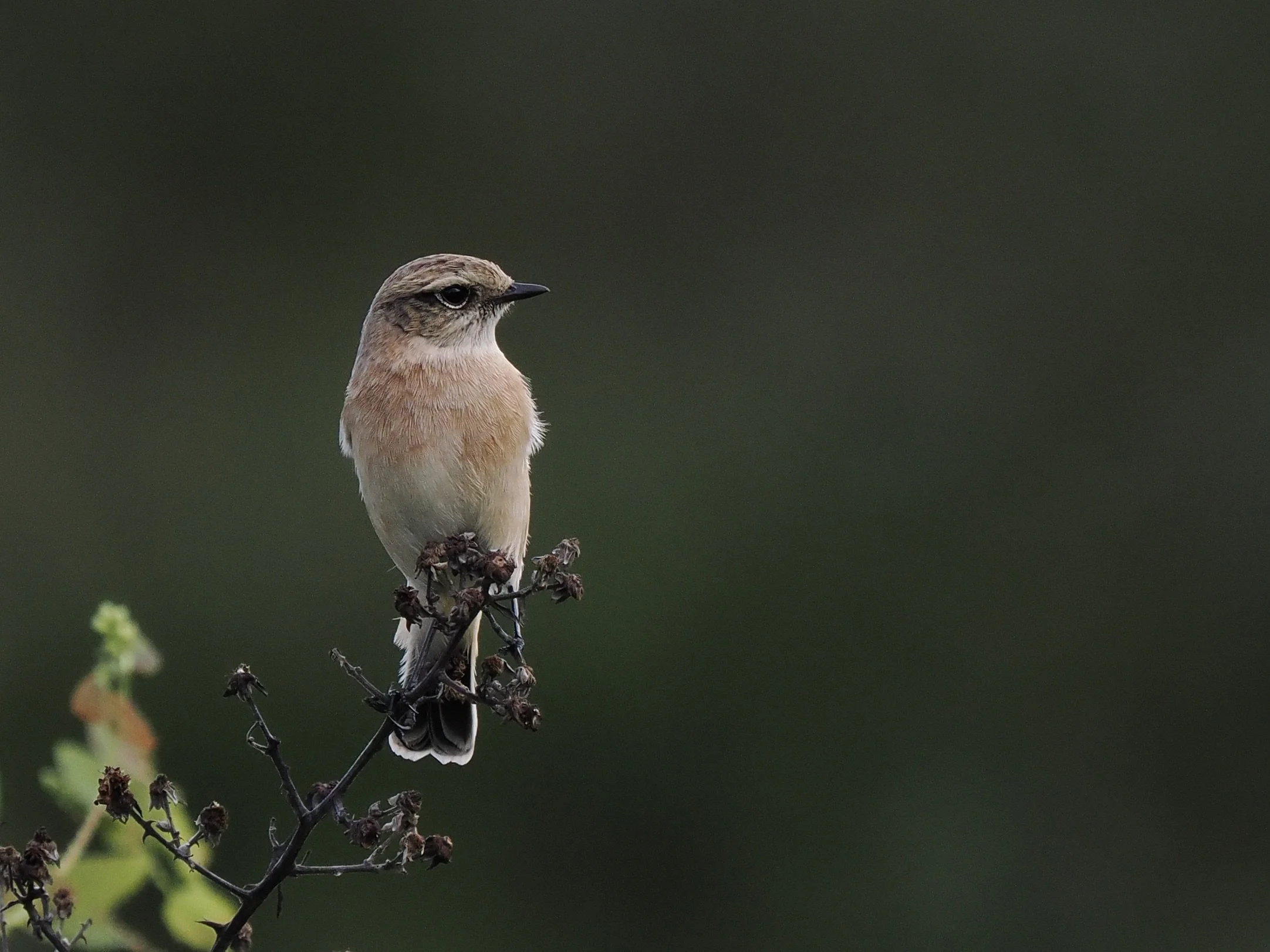 Siberian Stonechat