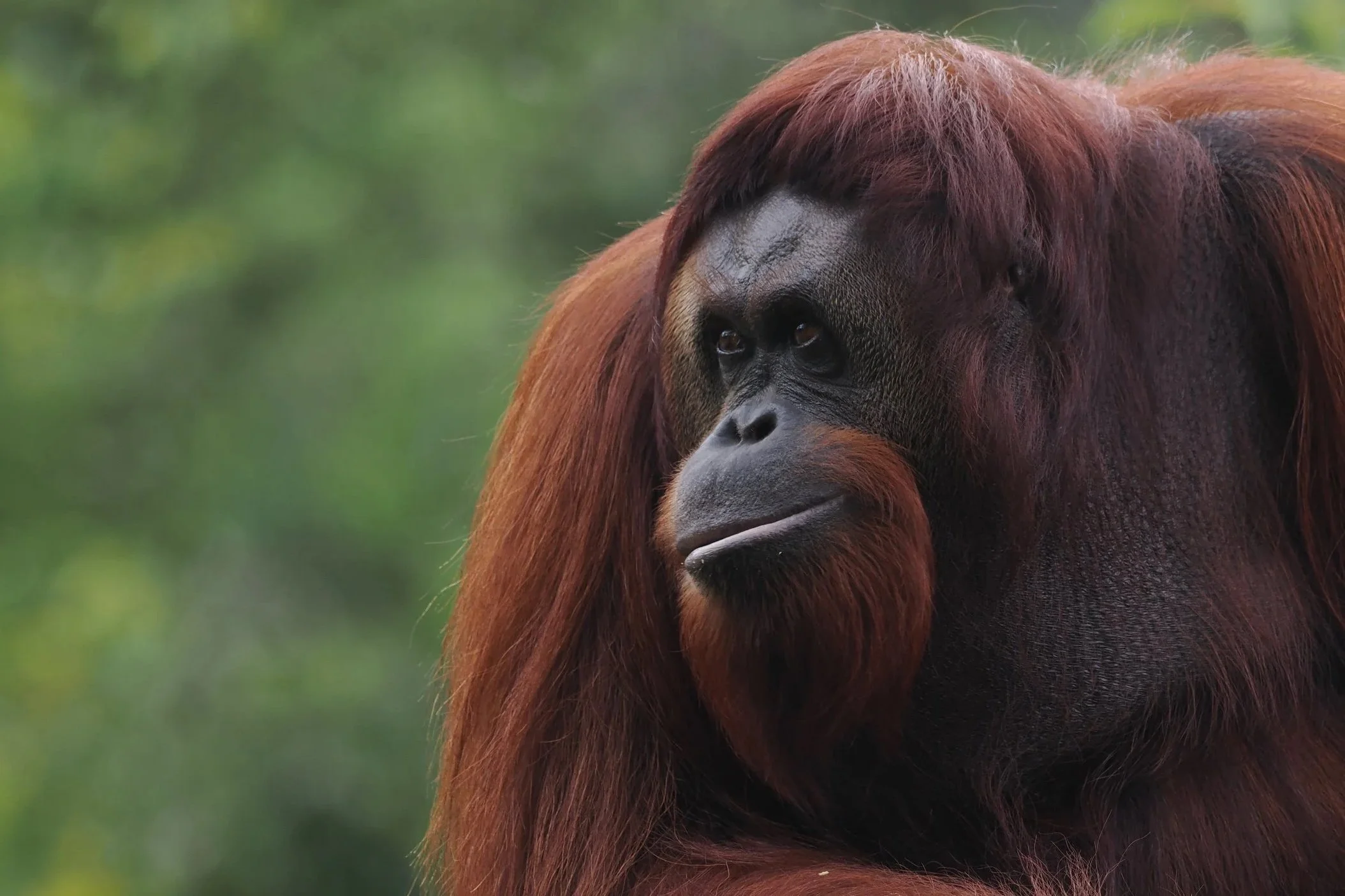 Borneo's Wildlife-Orangutan by Dan Brown