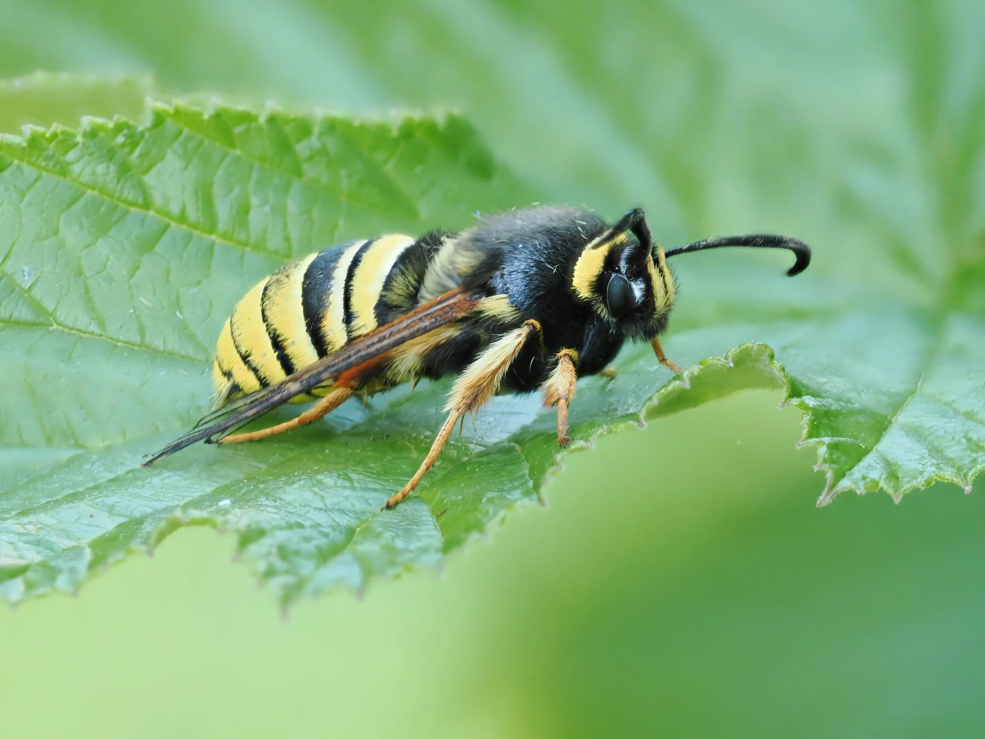 Lunar Hornet Moth perched on a leaf