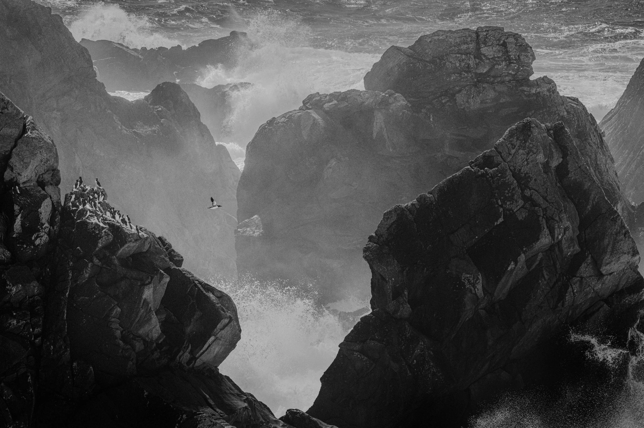 Auks in stormy seas ©Rachel Bigsby