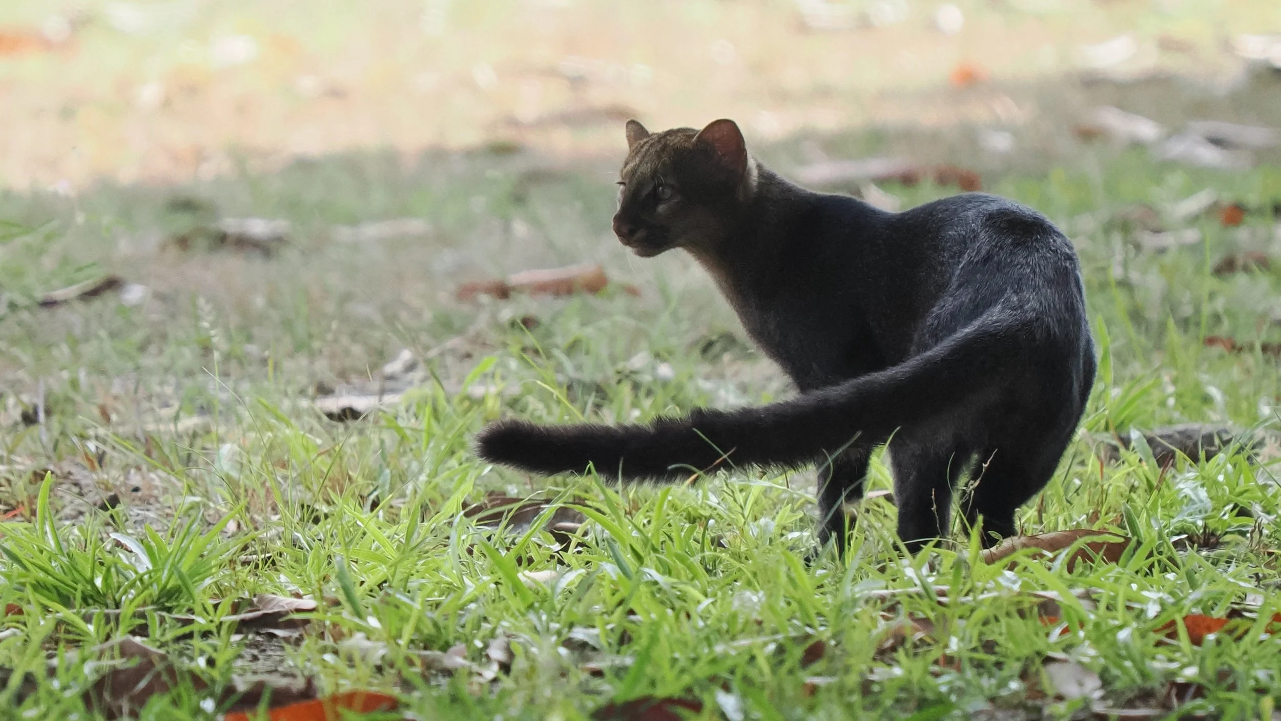 Jaguarundi, one of several species of cat possible on this itinerary.