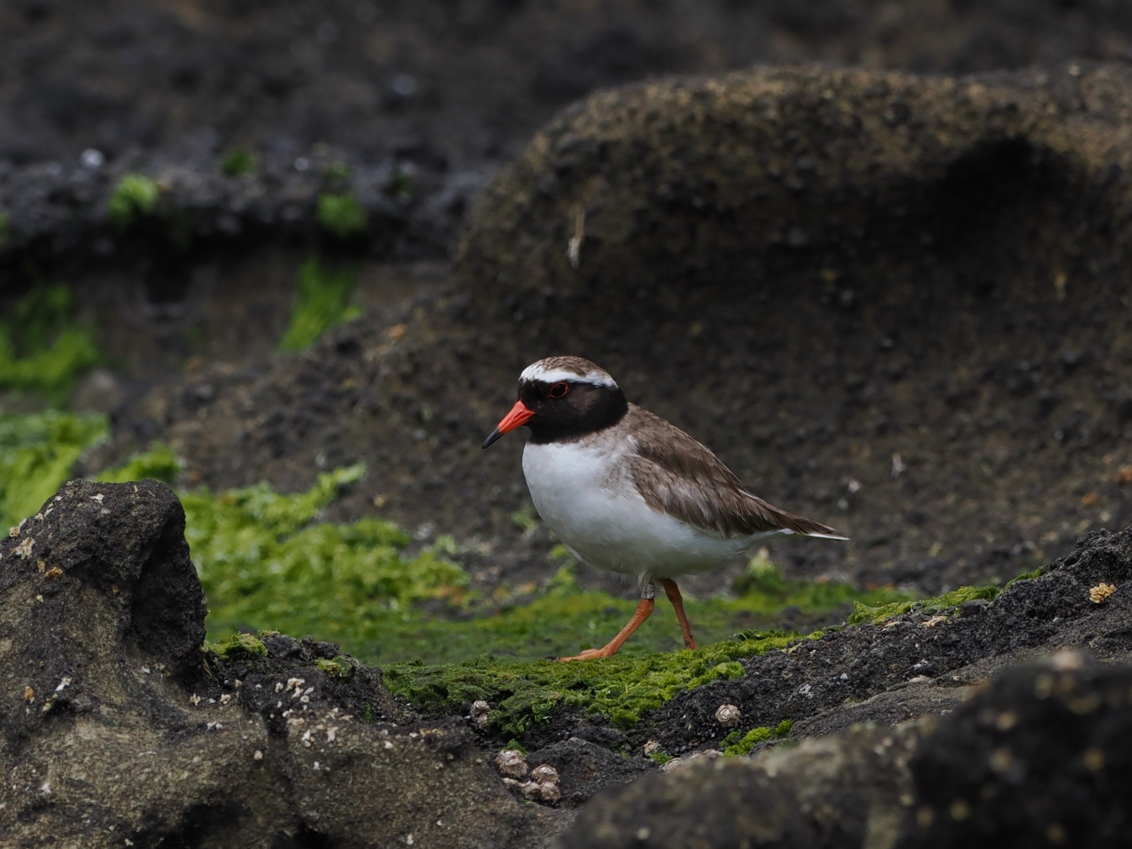 Shore Plover can be seen on Southeast Island