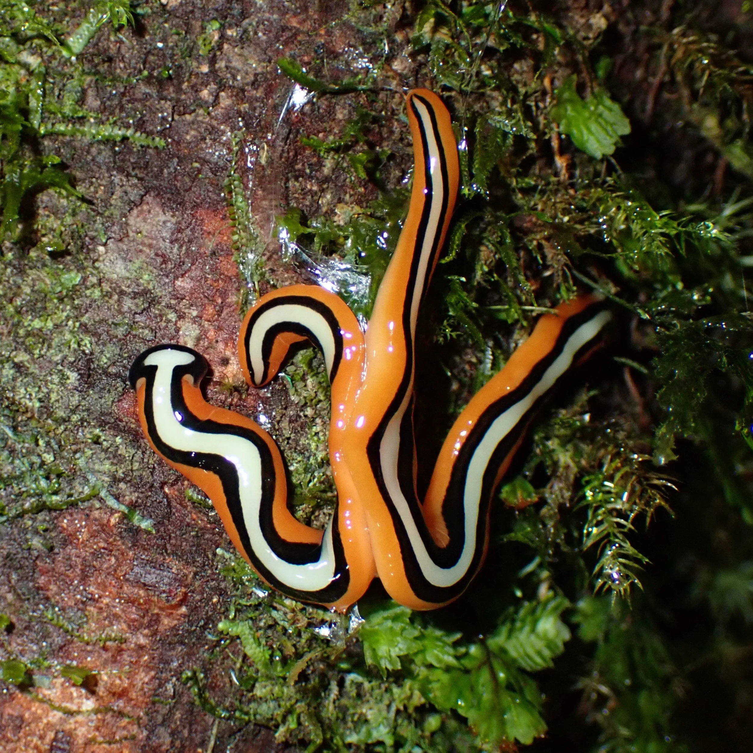 Hammerhead Worms