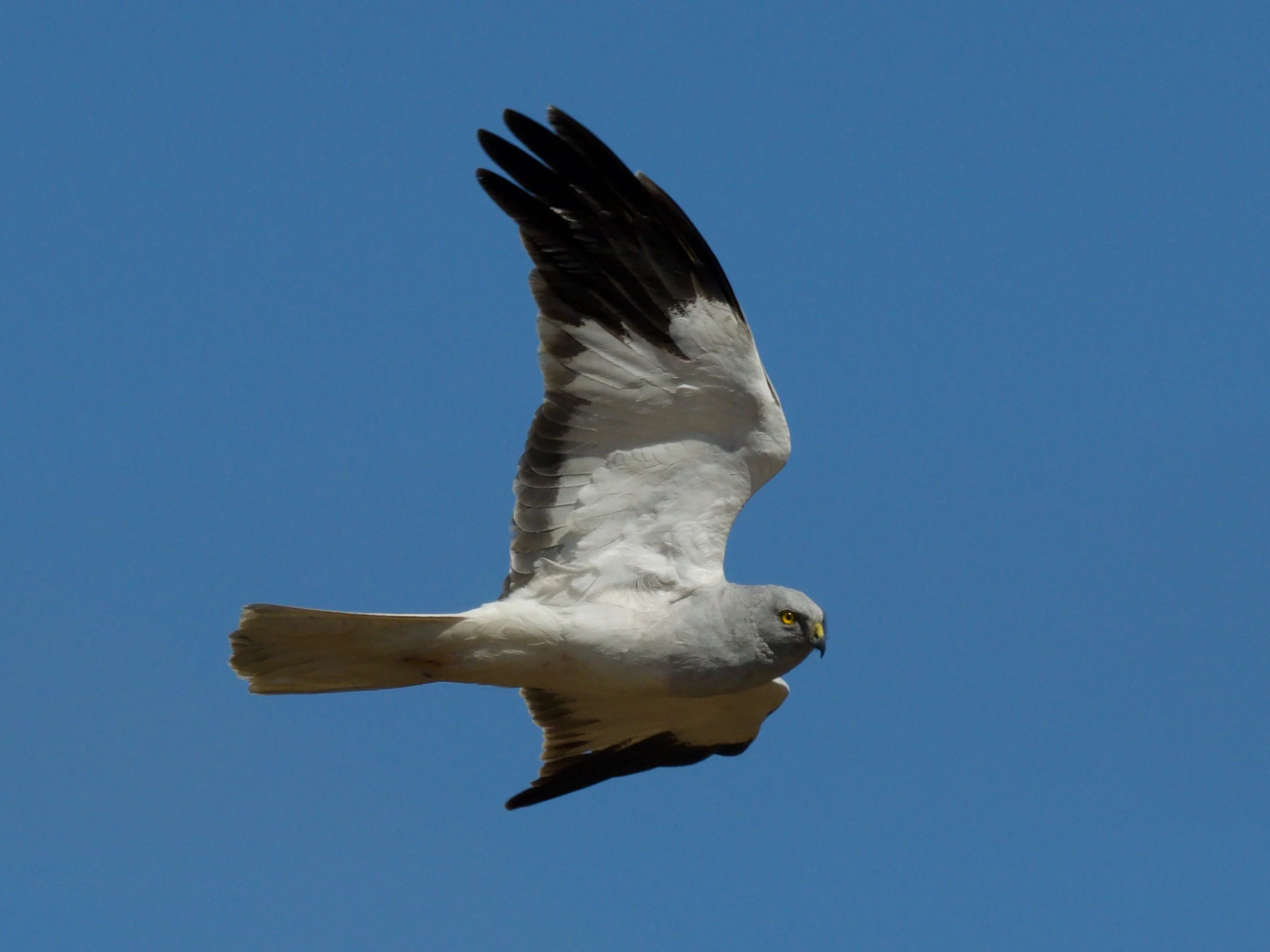 Male Hen Harrier on Islay