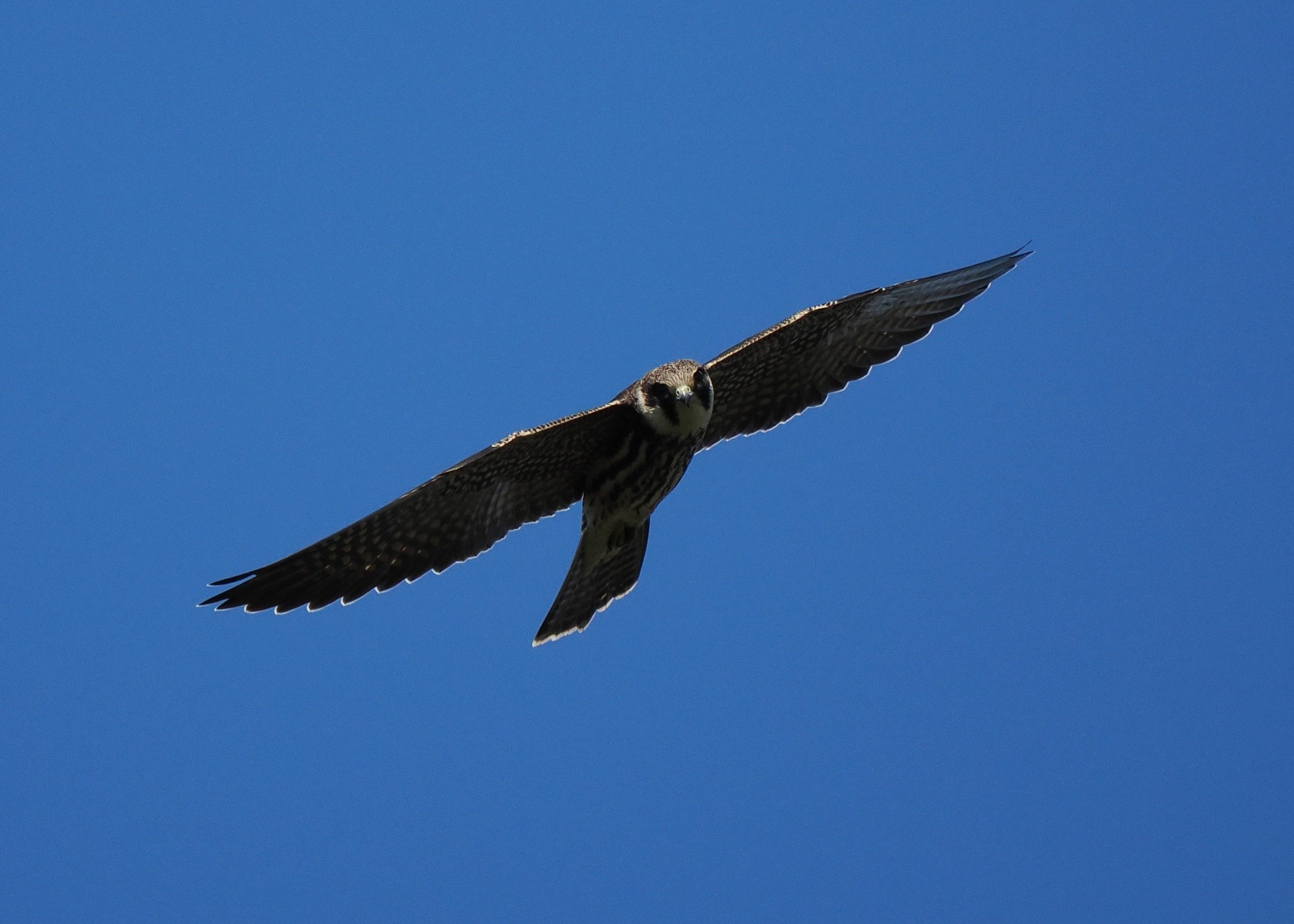 Hobby