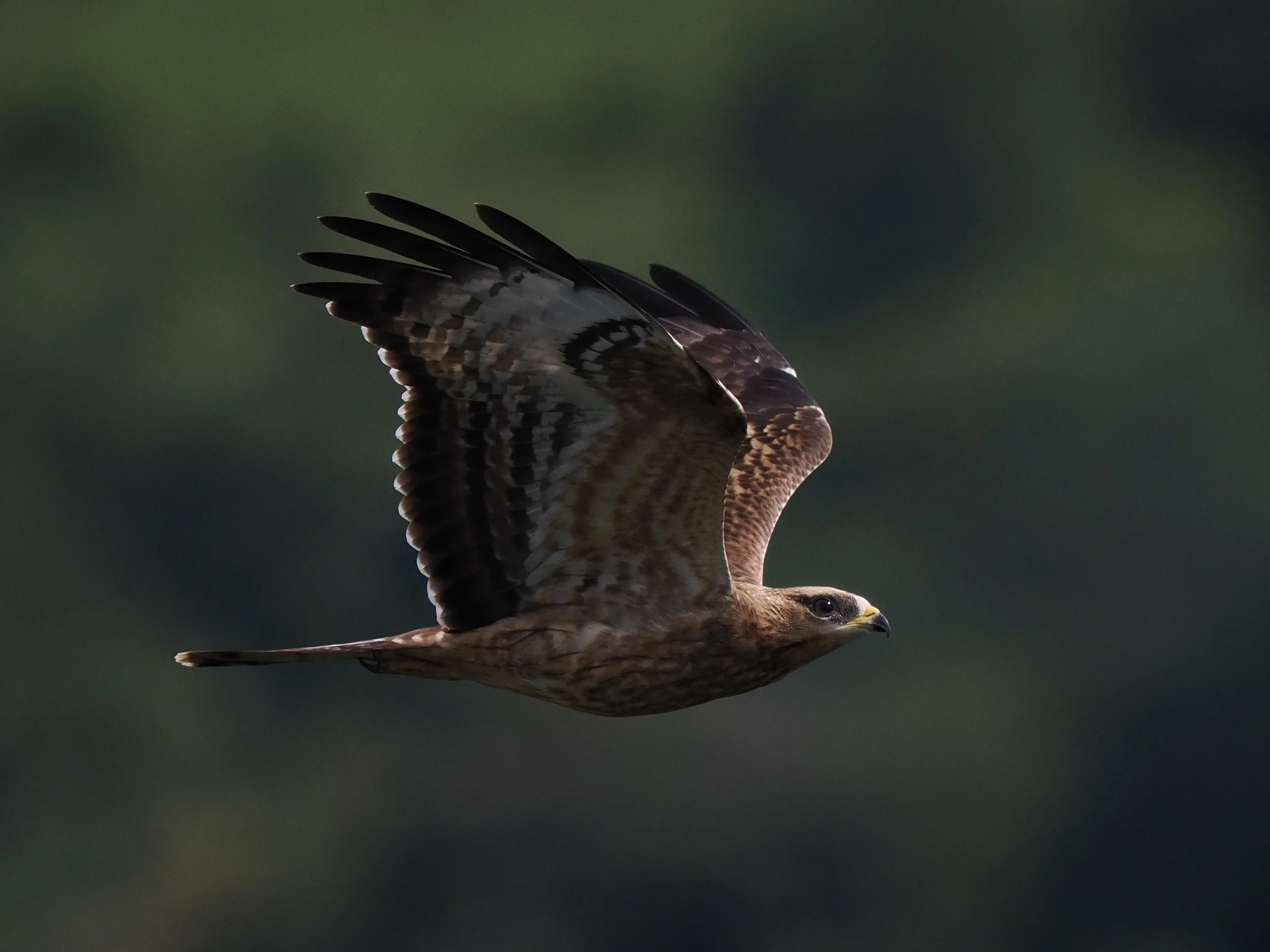 Honey Buzzard_Batumi_Georgia_Wild Discovery_Dan Brown