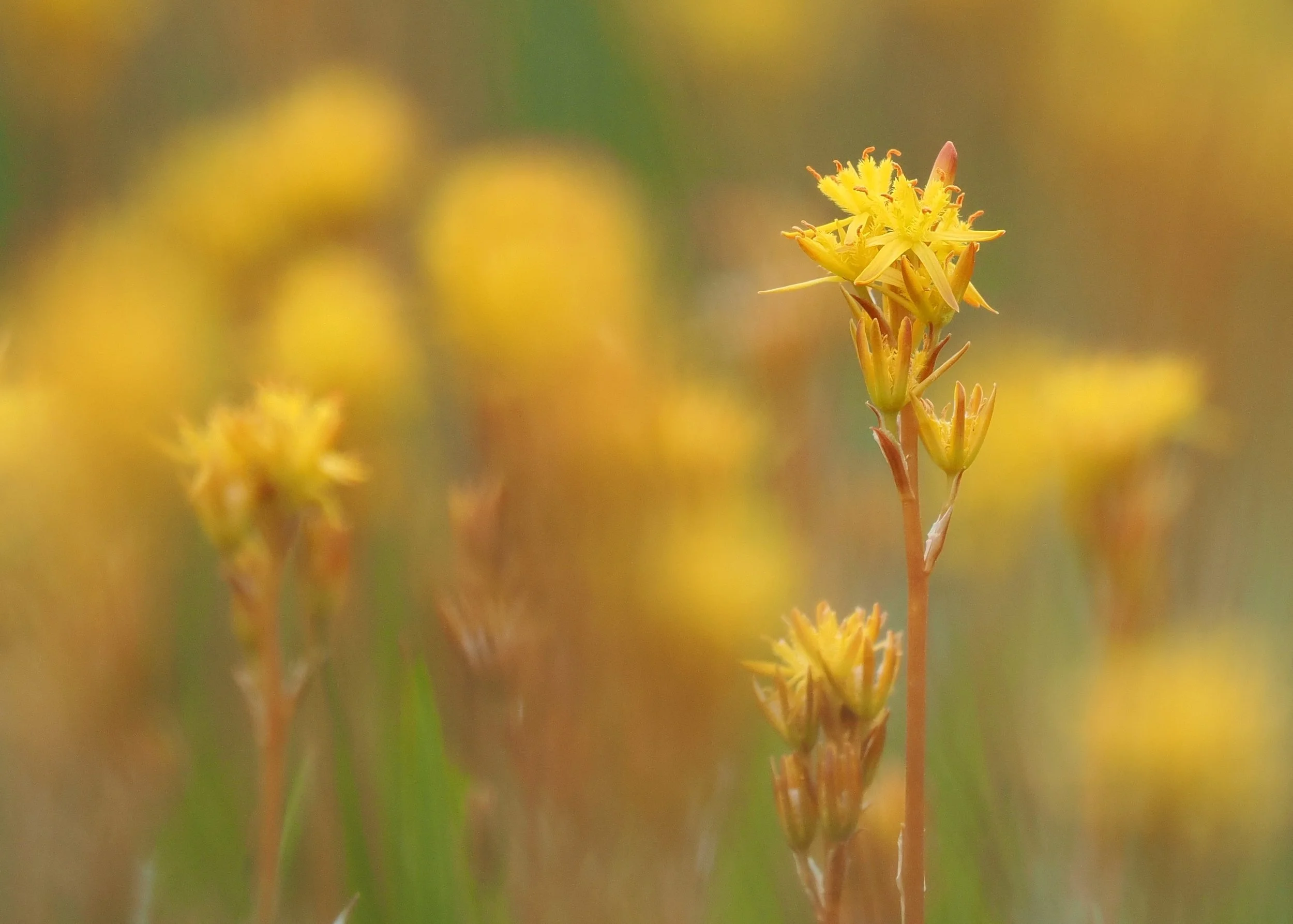 Bog Asphodel