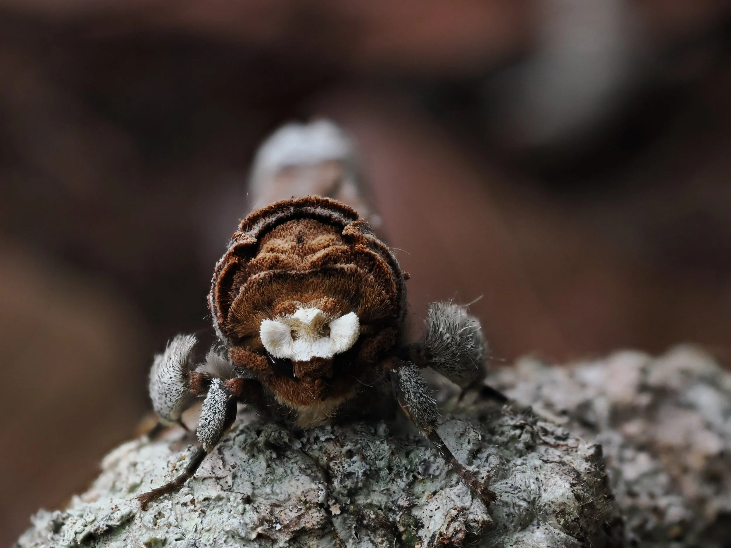 Moth mimicking dead wood
