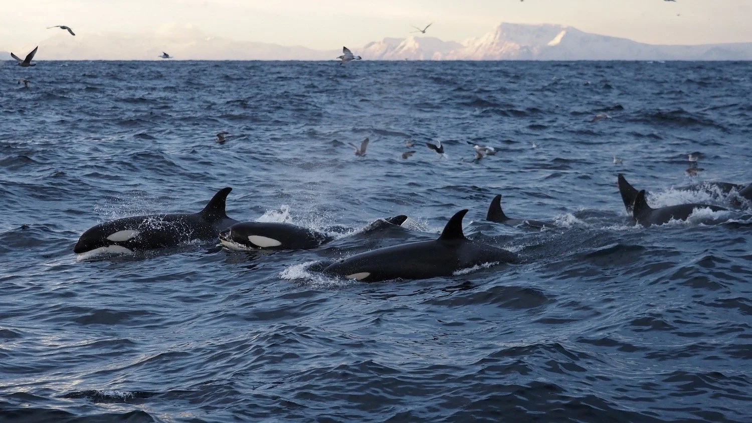 At this time of year pods of Orca move into the fjords to feed on Herring