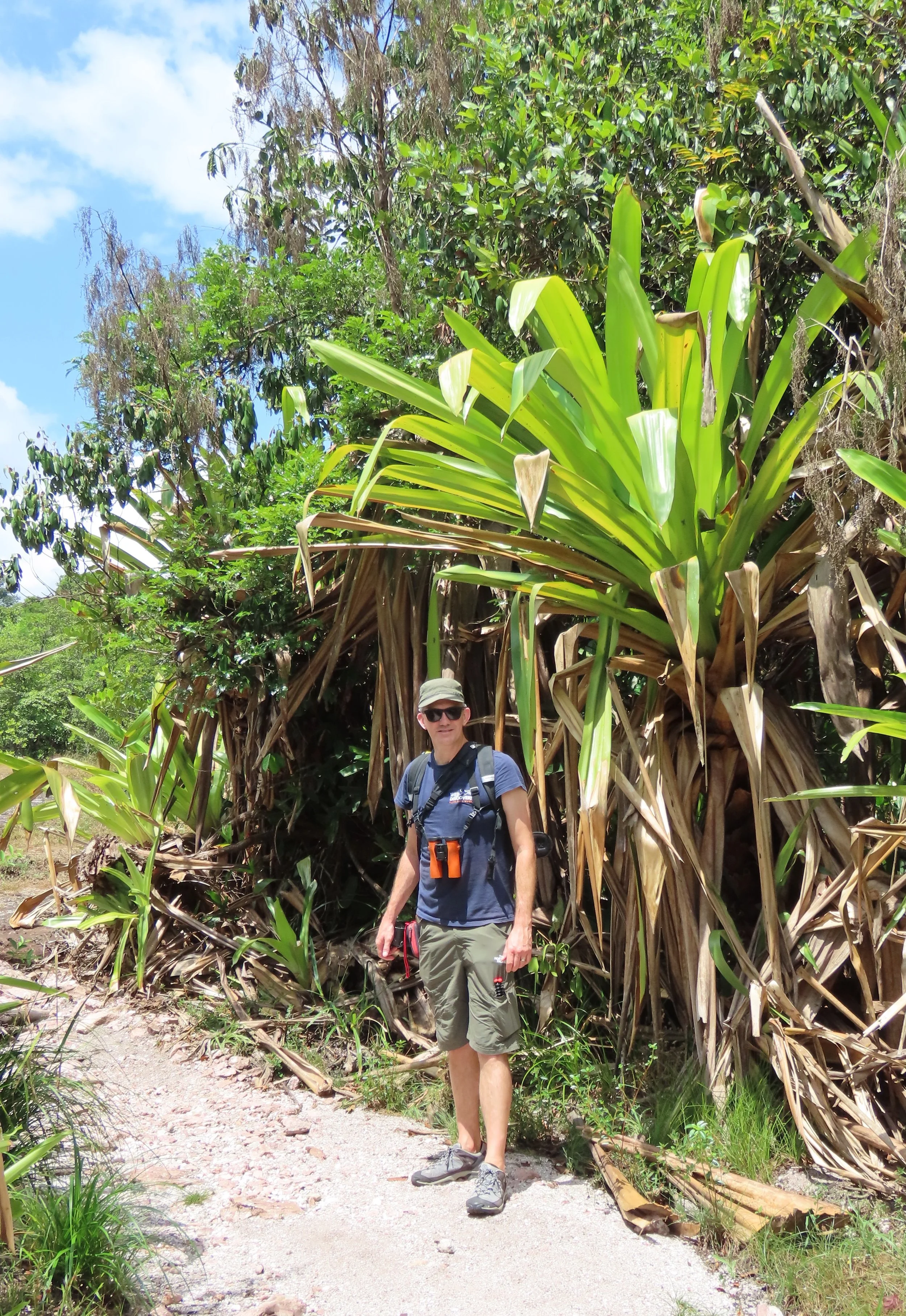 The unique giant Bromeliad forests at Kaieteur