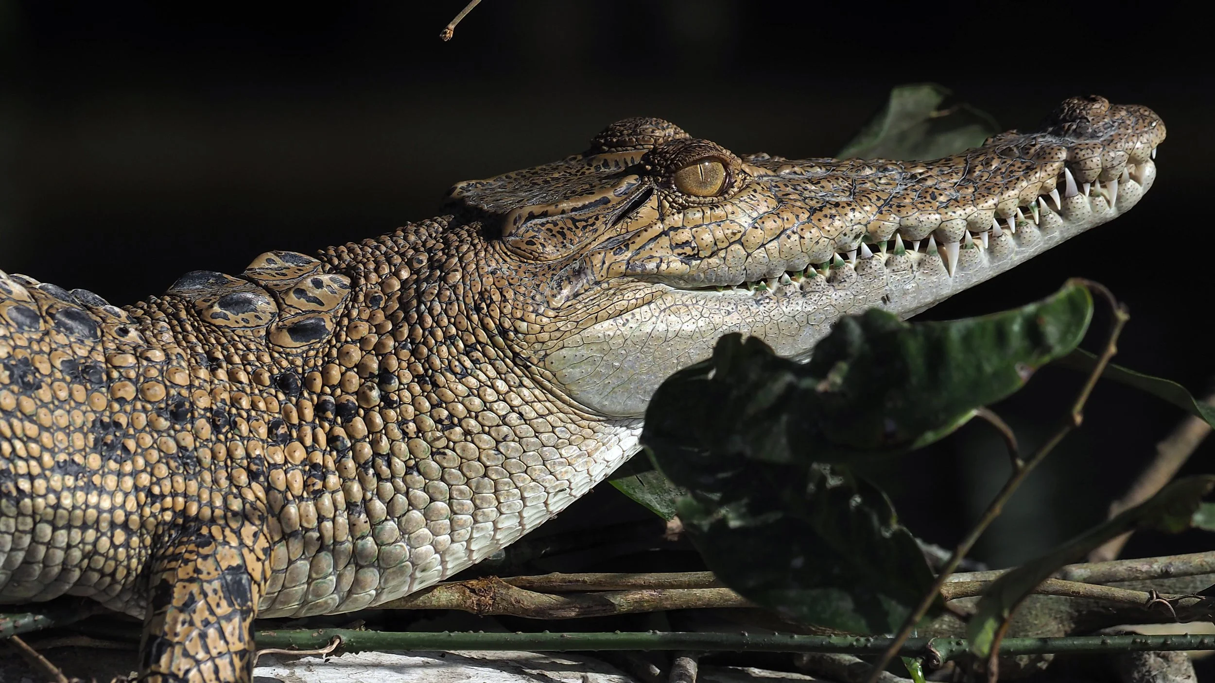 Marsh Mugger Crocodile