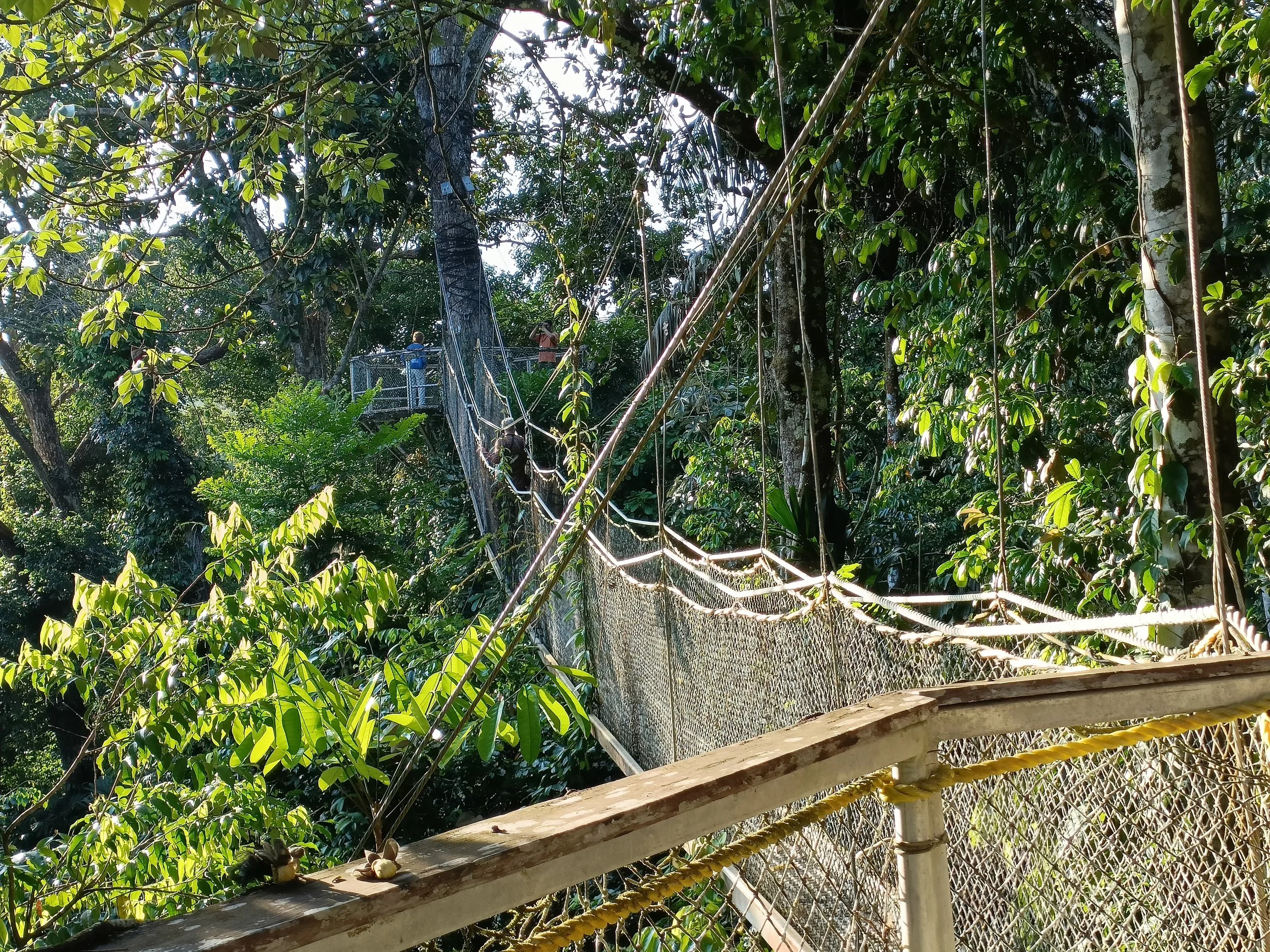 The canopy walkway at Atta