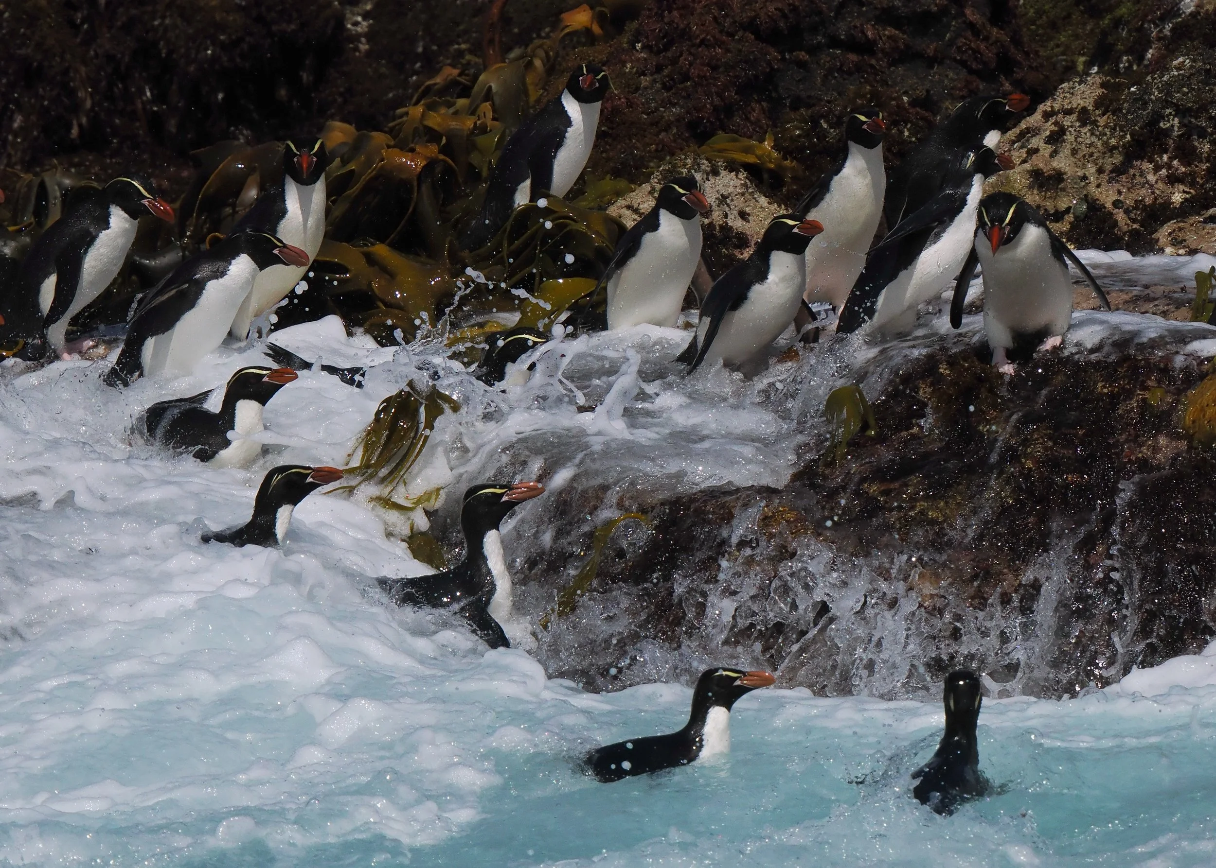 Snares Crested Penguins exiting the ocean