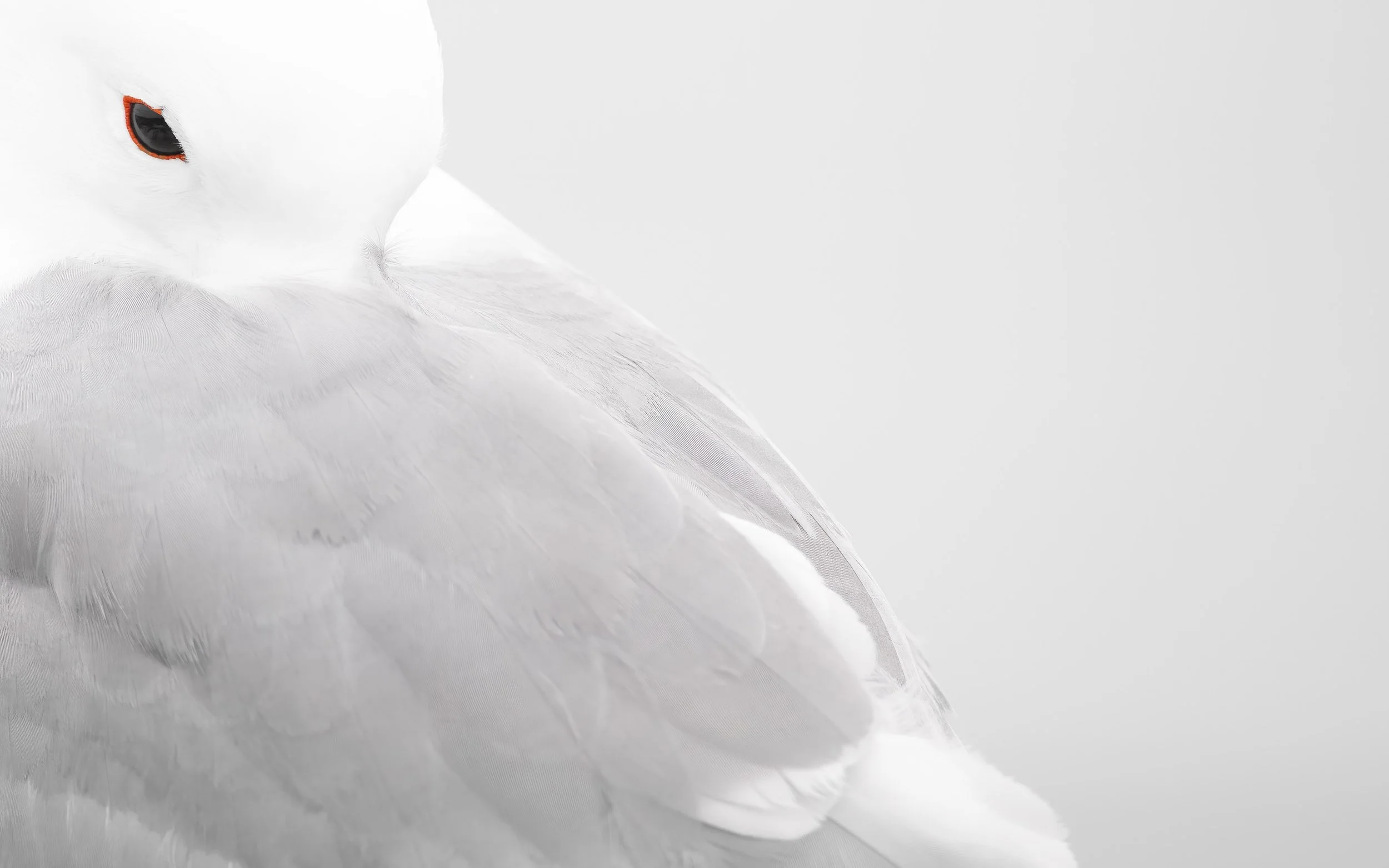 We will enjoy watching Black-legged Kittiwakes on their breeding ledges © Rachel Bigsby