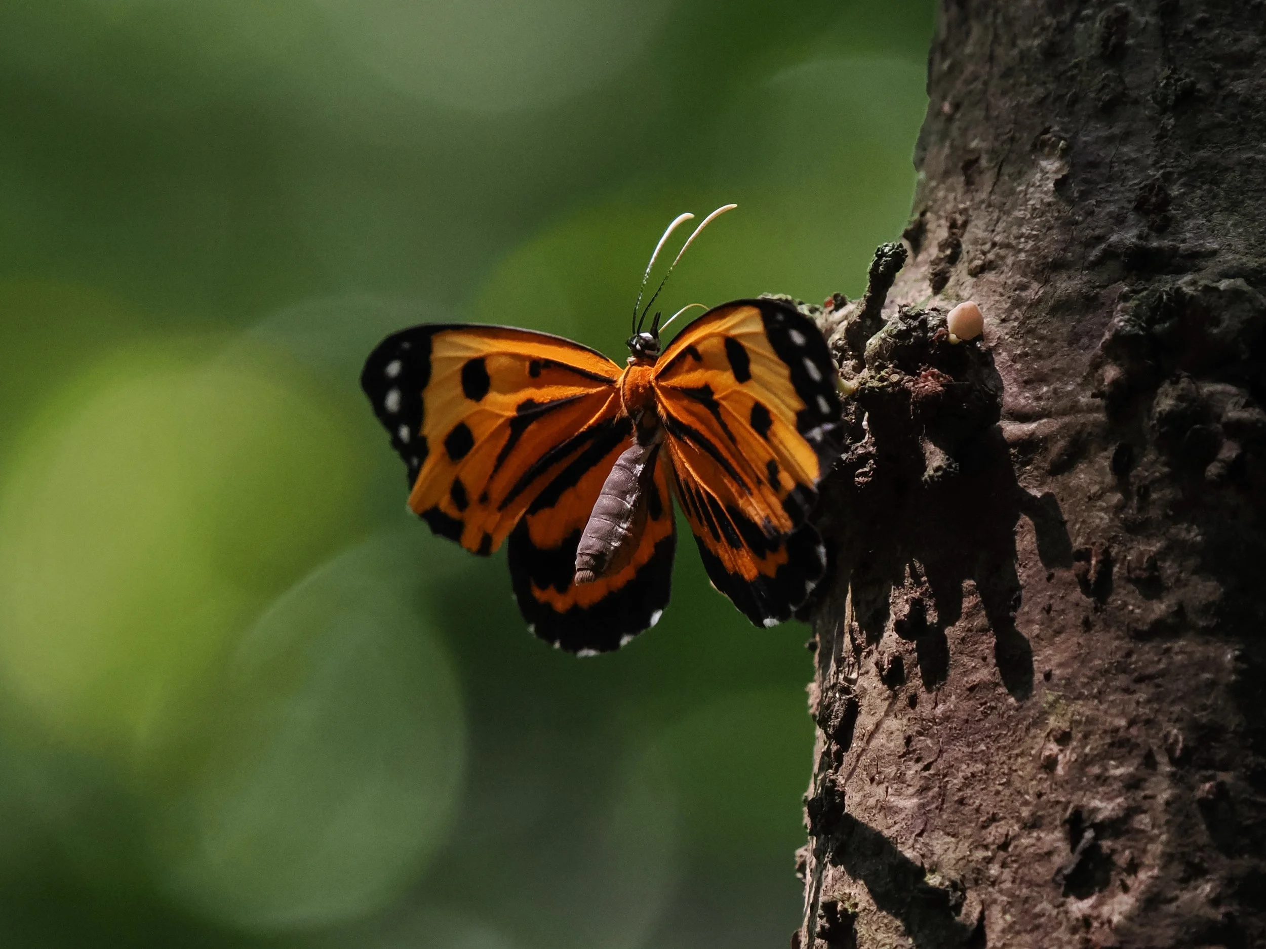 Heliconius butterfly