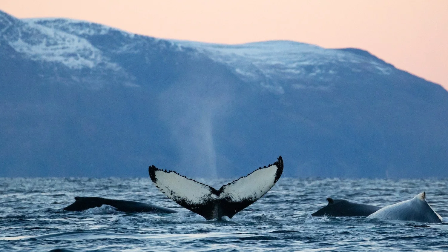 Humpback Whales also come into the fjords to feed.
