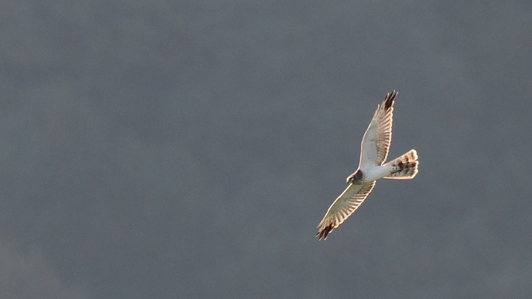 Pallid Harrier