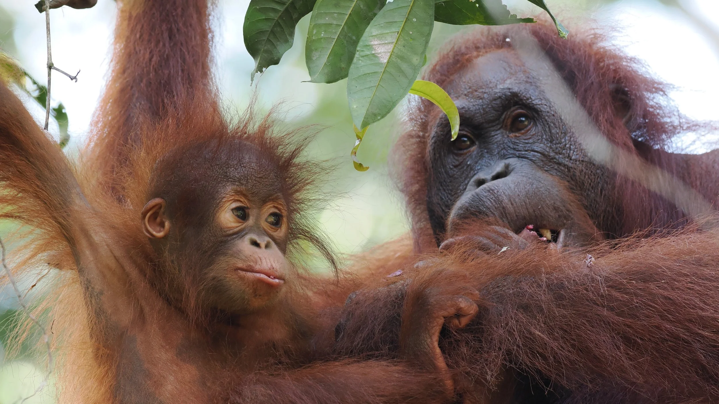 Orangutans - a real highlight of this tour