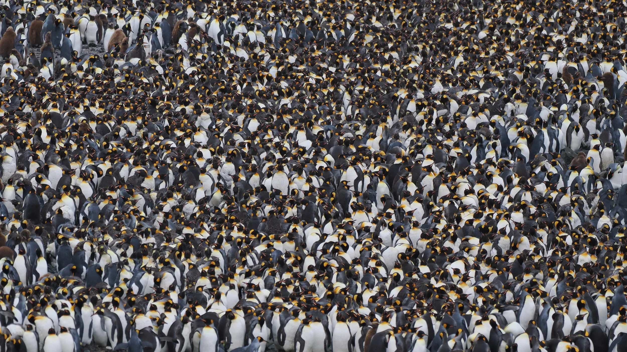 King Penguins galore on Macquarie Island