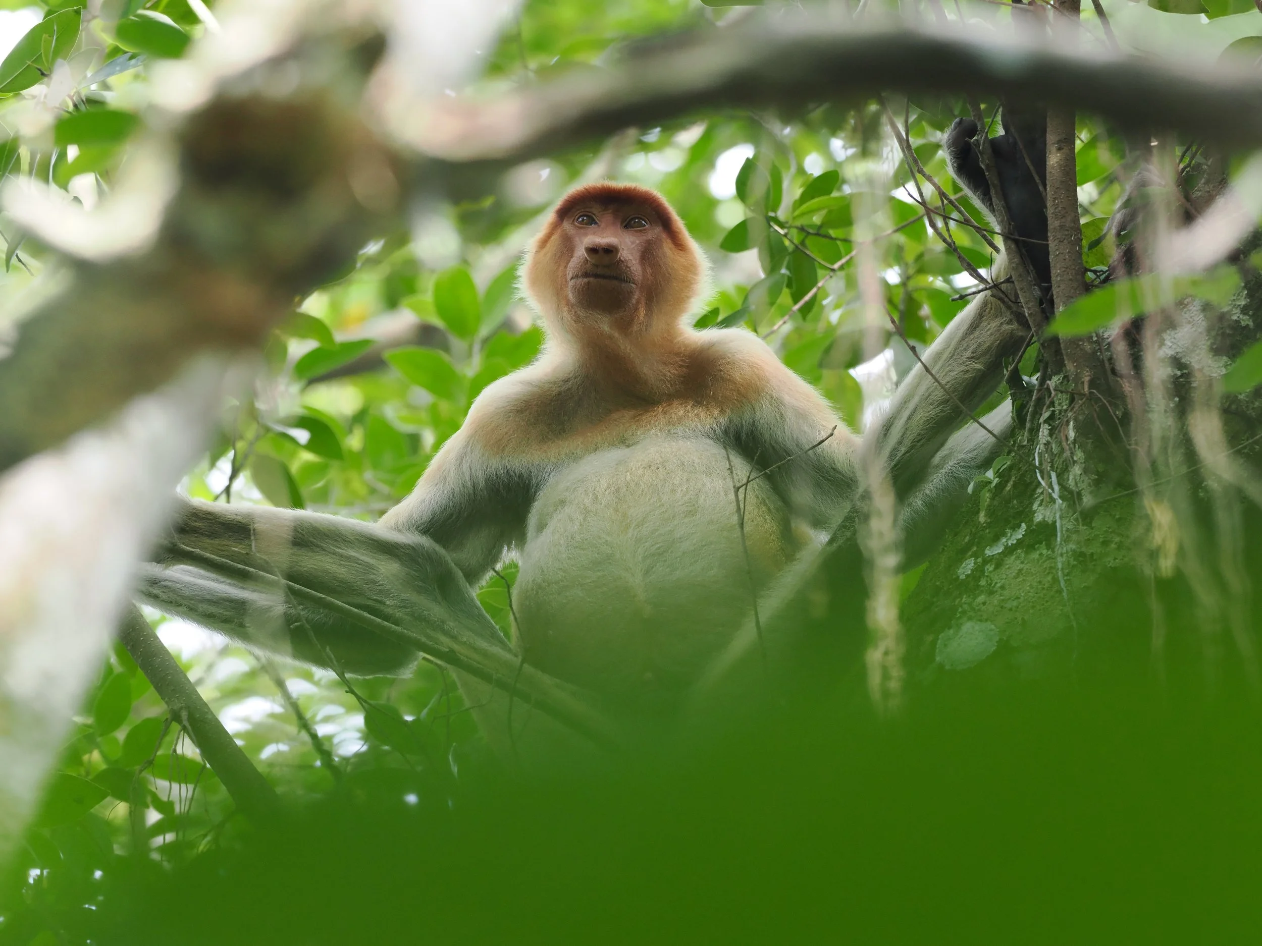 Proboscis Monkey