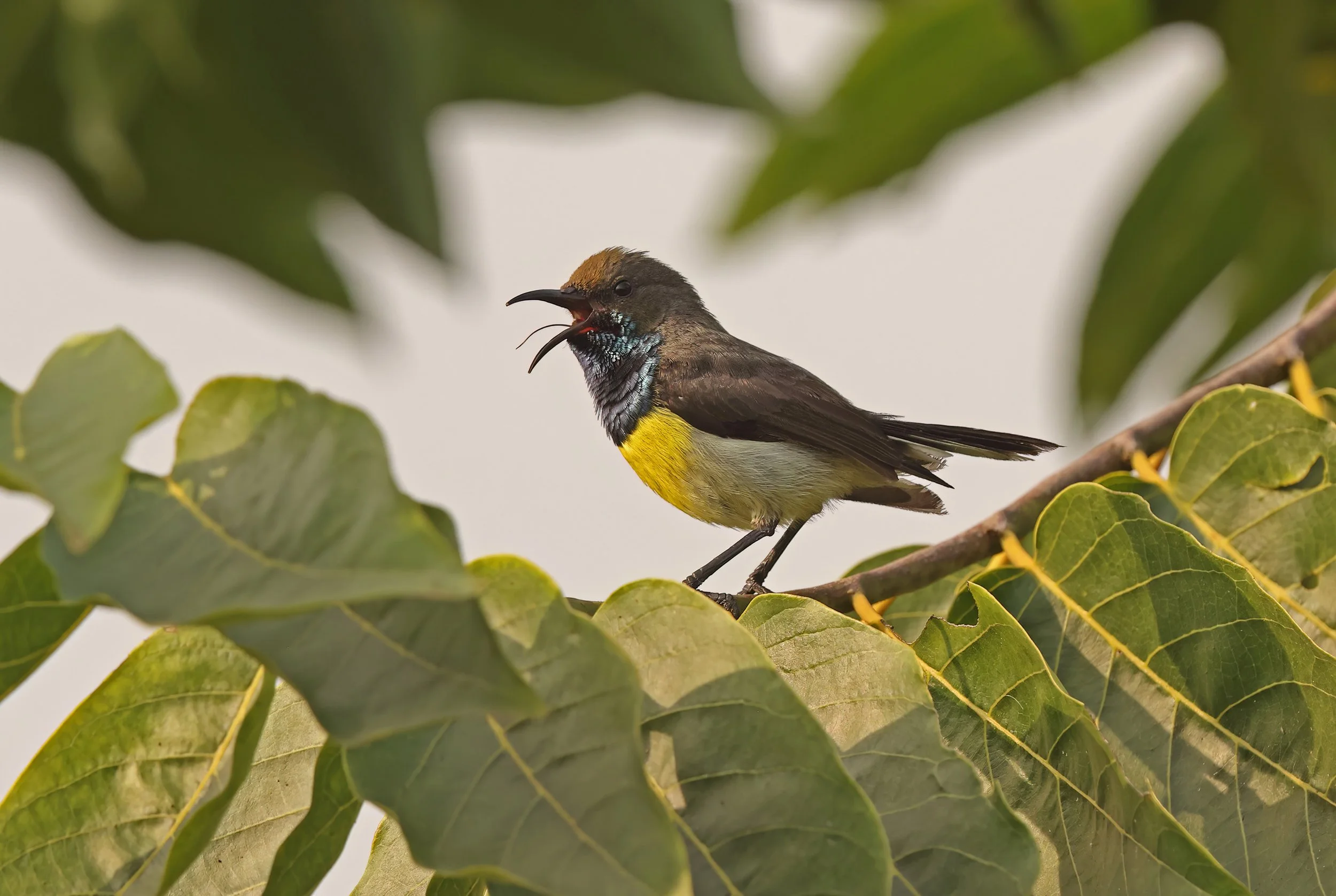 Newton's Sunbird ©Neil Bowman