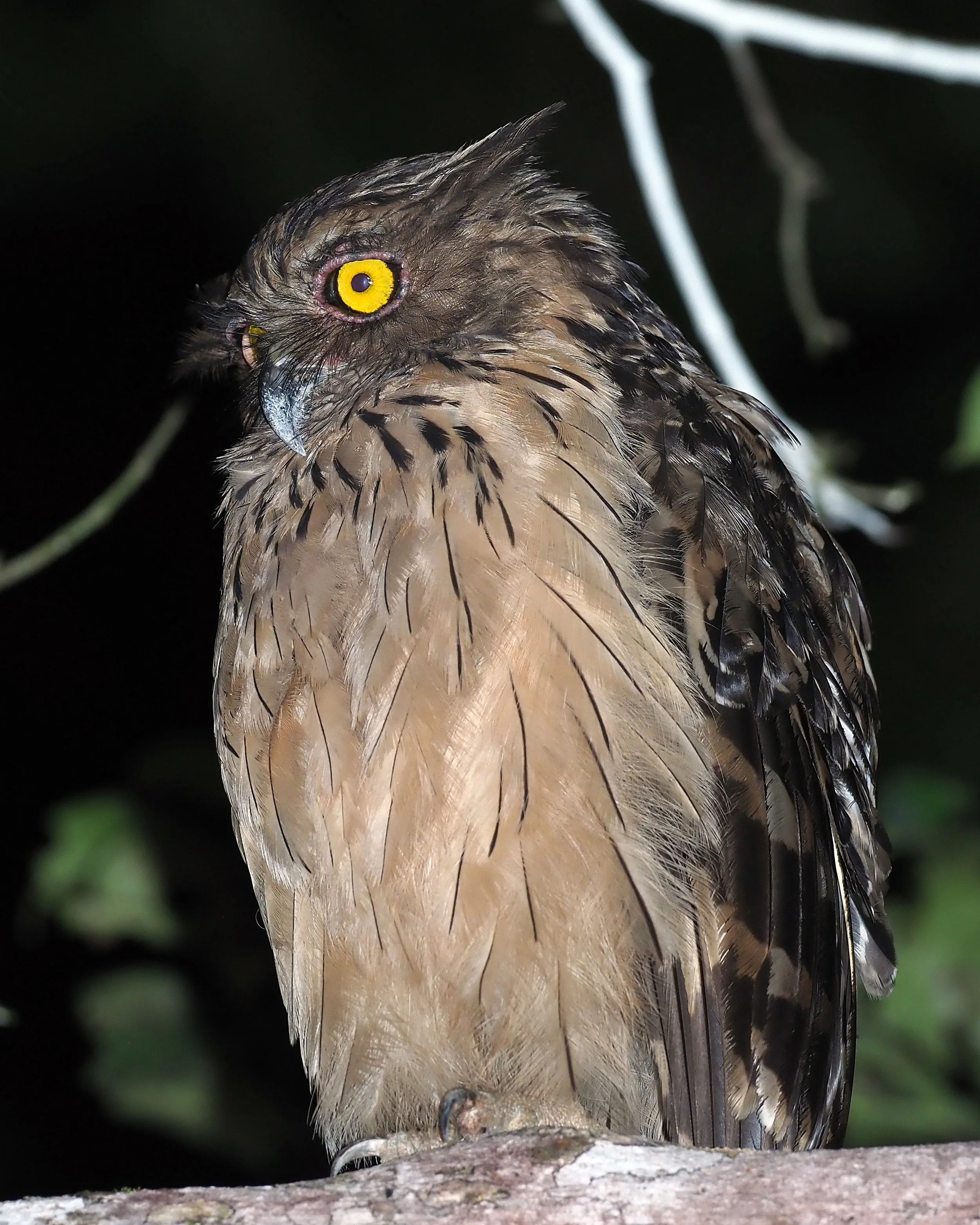Buffy Fish Owl