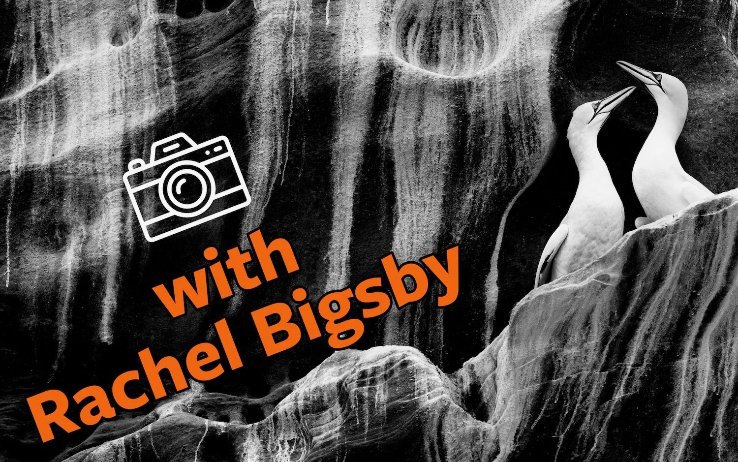 Gannets - Rachel Bigsby's award-winning photograph