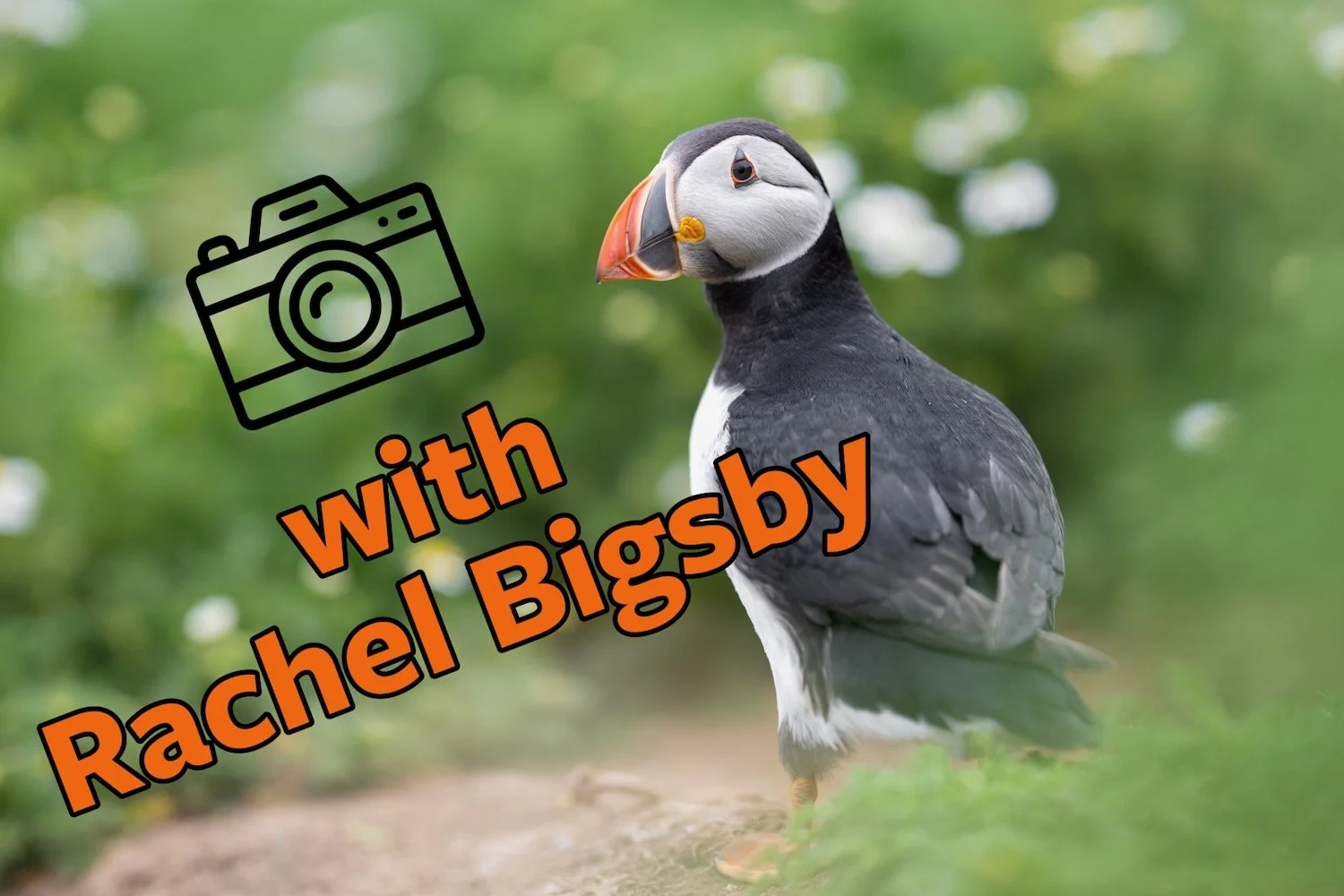 Atlantic Puffin by Rachel Bigsby