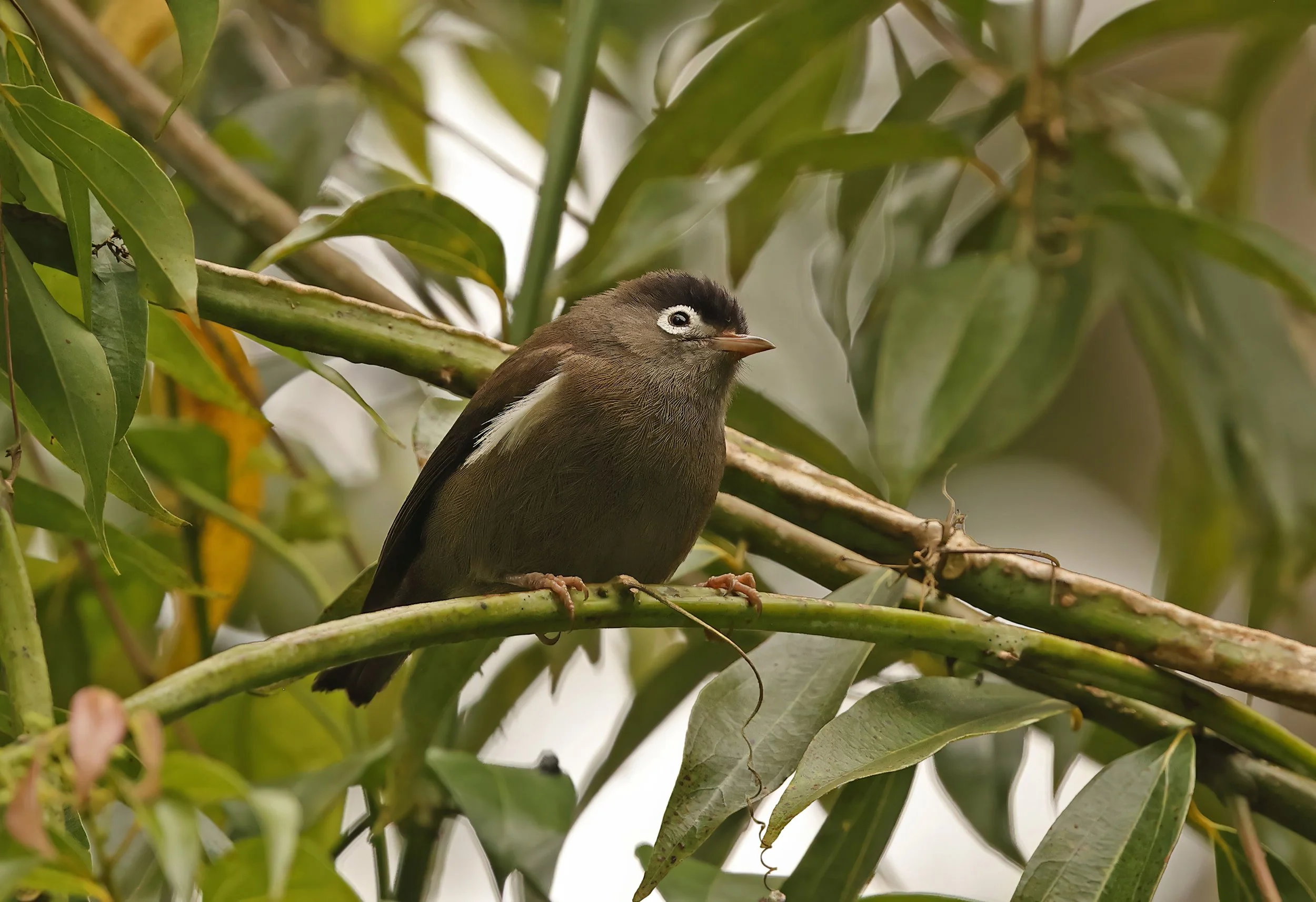 Black-capped Speirops ©Neil Bowman