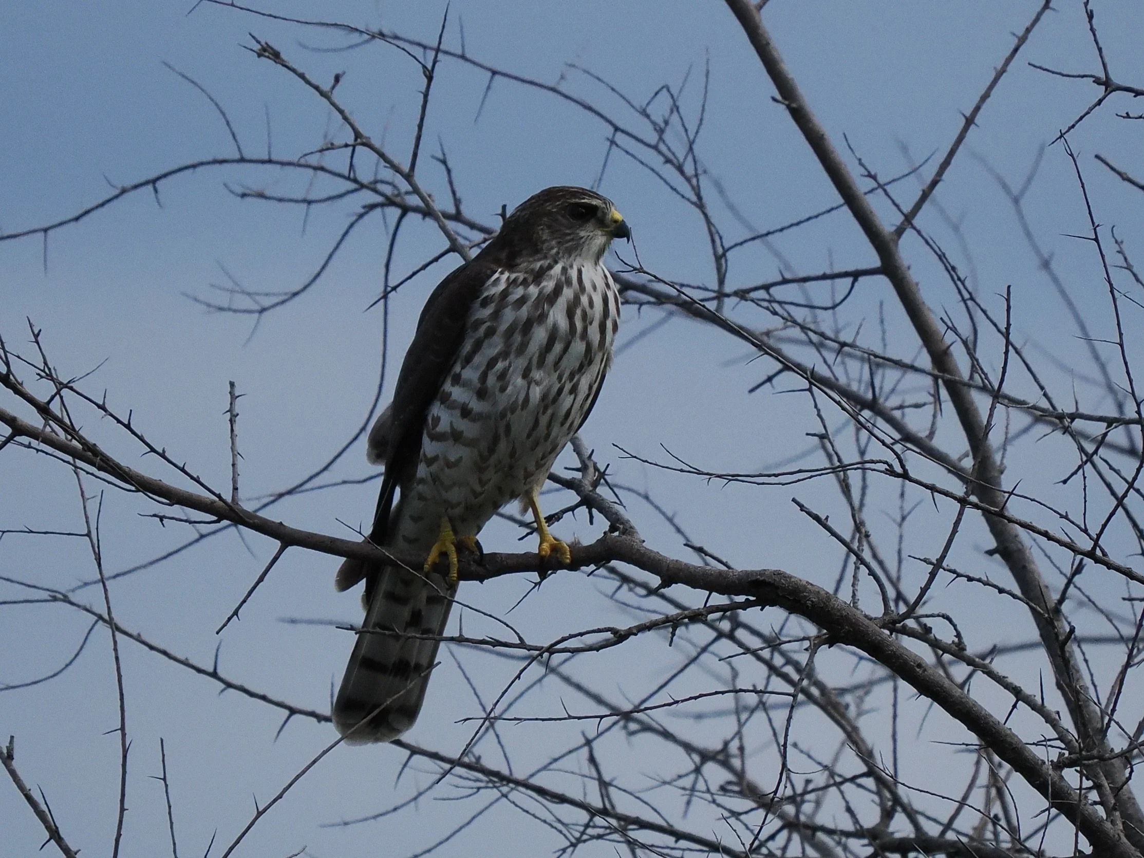 Levant Sparrowhawk