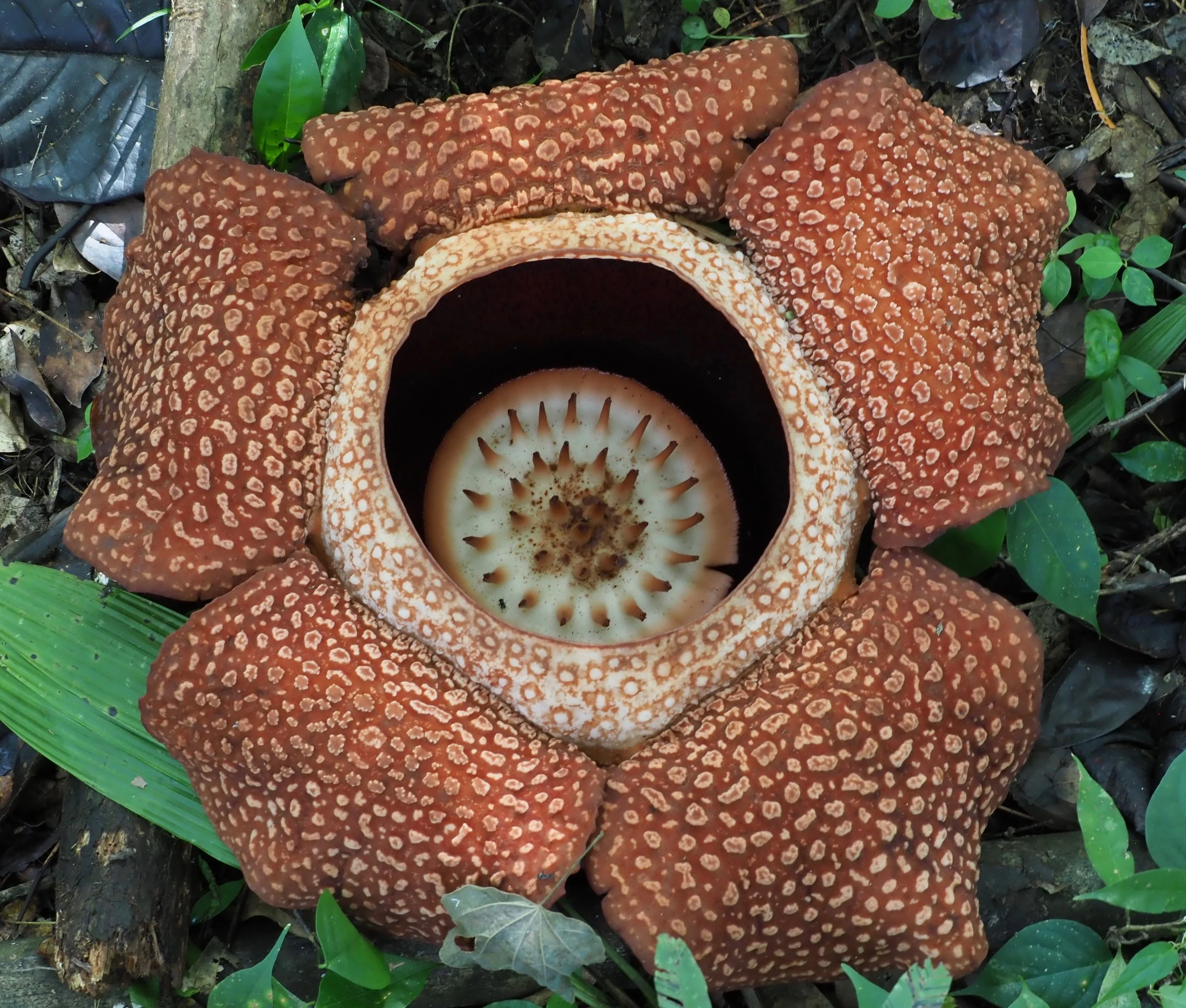 Rafflesia, the largest flower on the planet and one we will look for