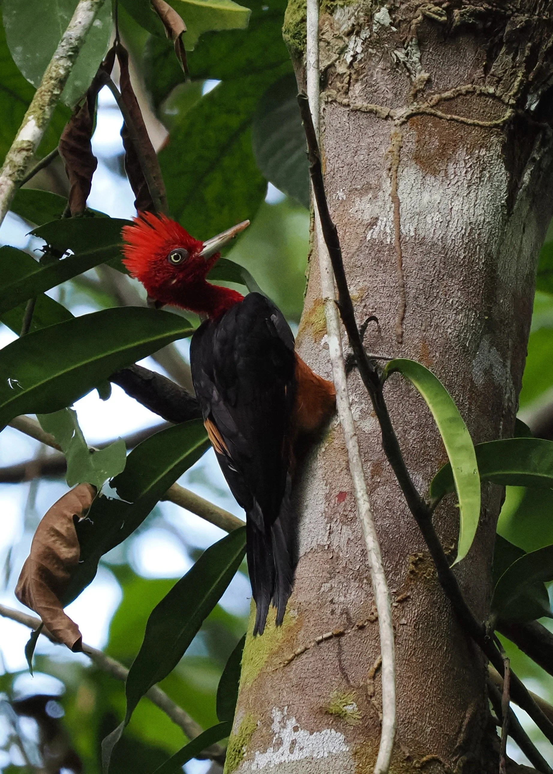 Red-necked Woodpecker
