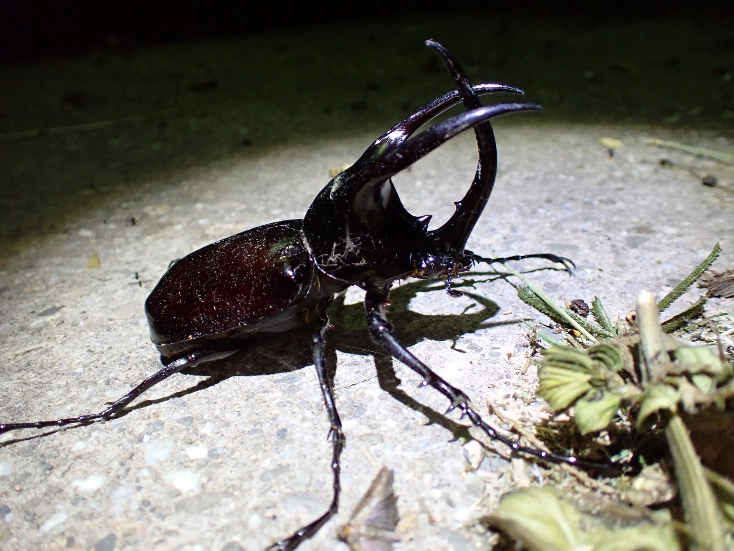 Three-horned Rhinoceros Beetle