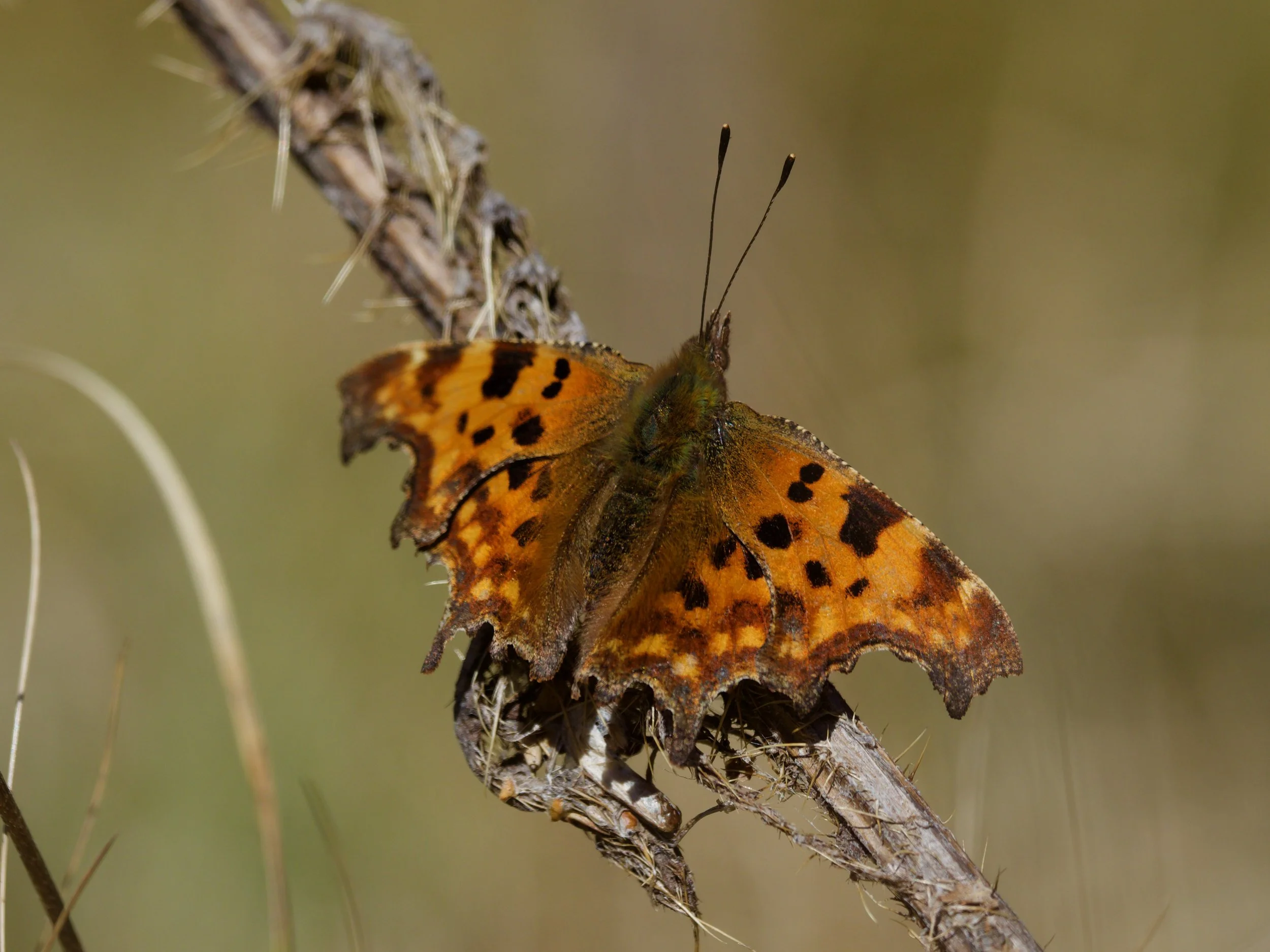 Comma Butterfly