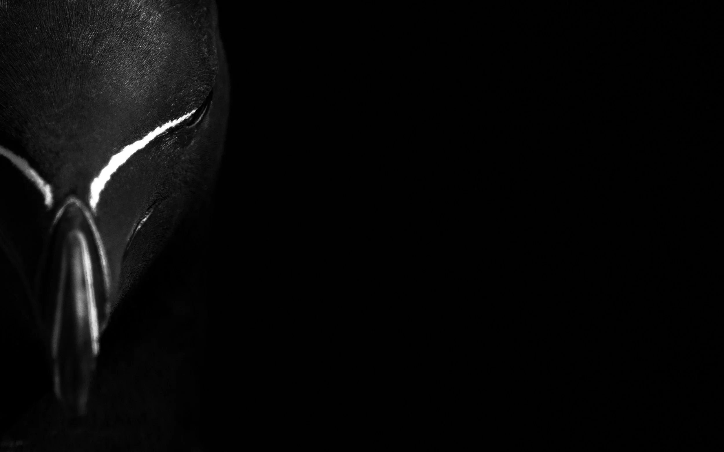 Razorbills are common place on the seabird ledges © Rachel Bigsby