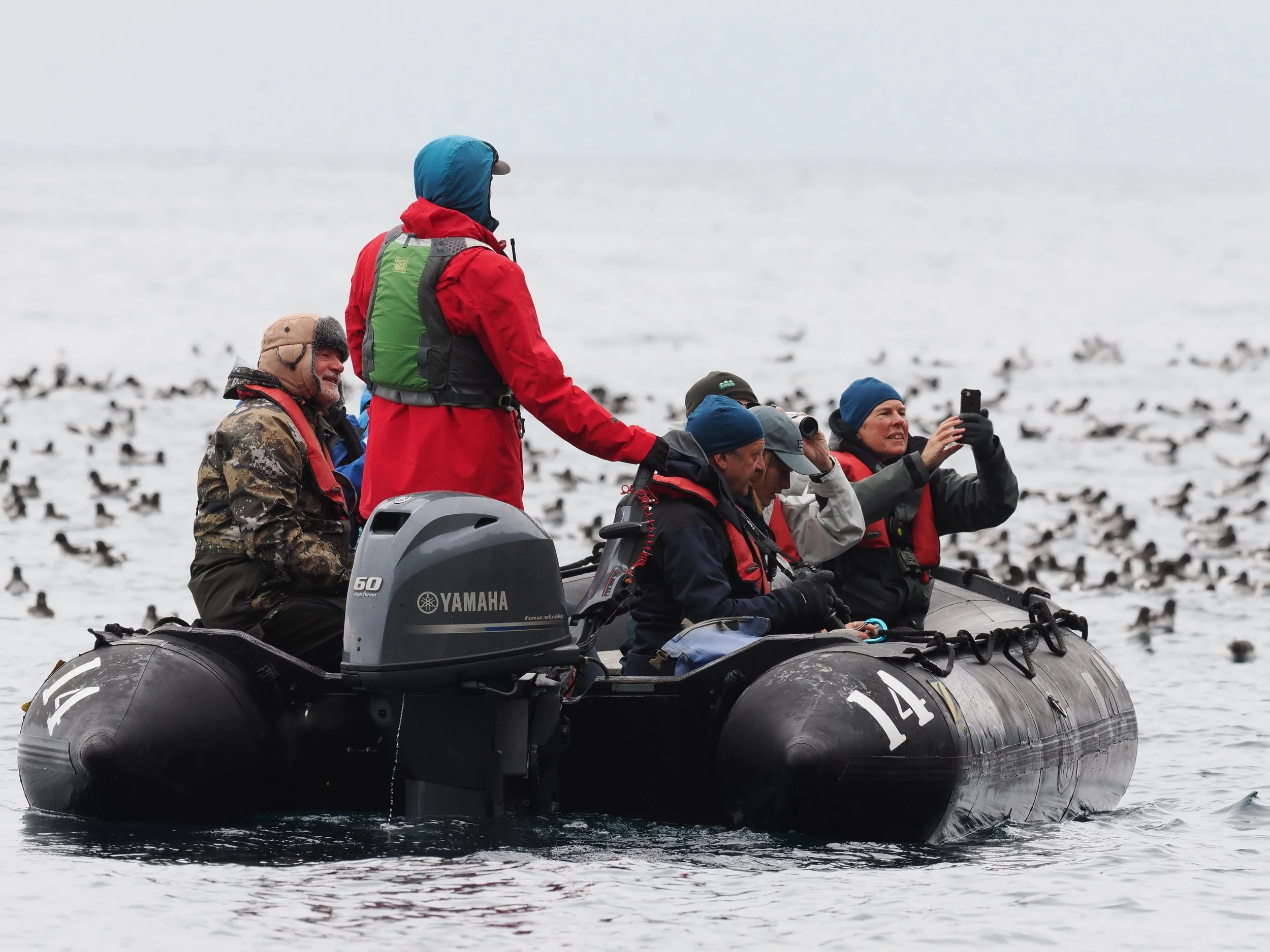 Zodiacing around the Snares amongst Cape Petrels