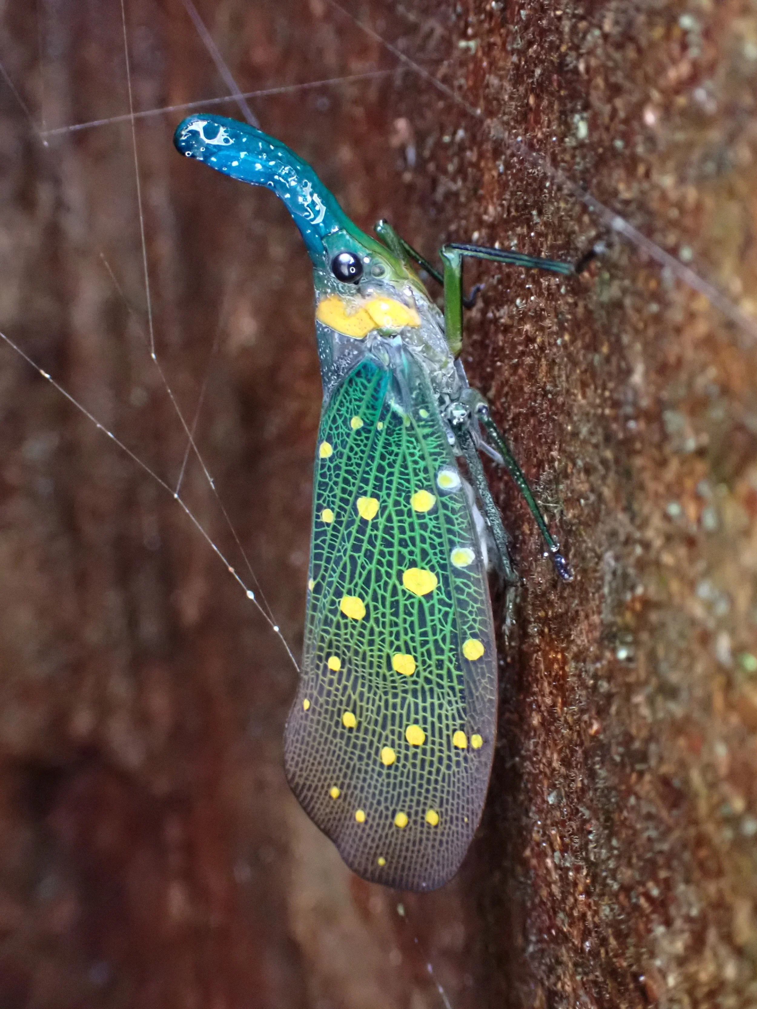 Lantern Bug
