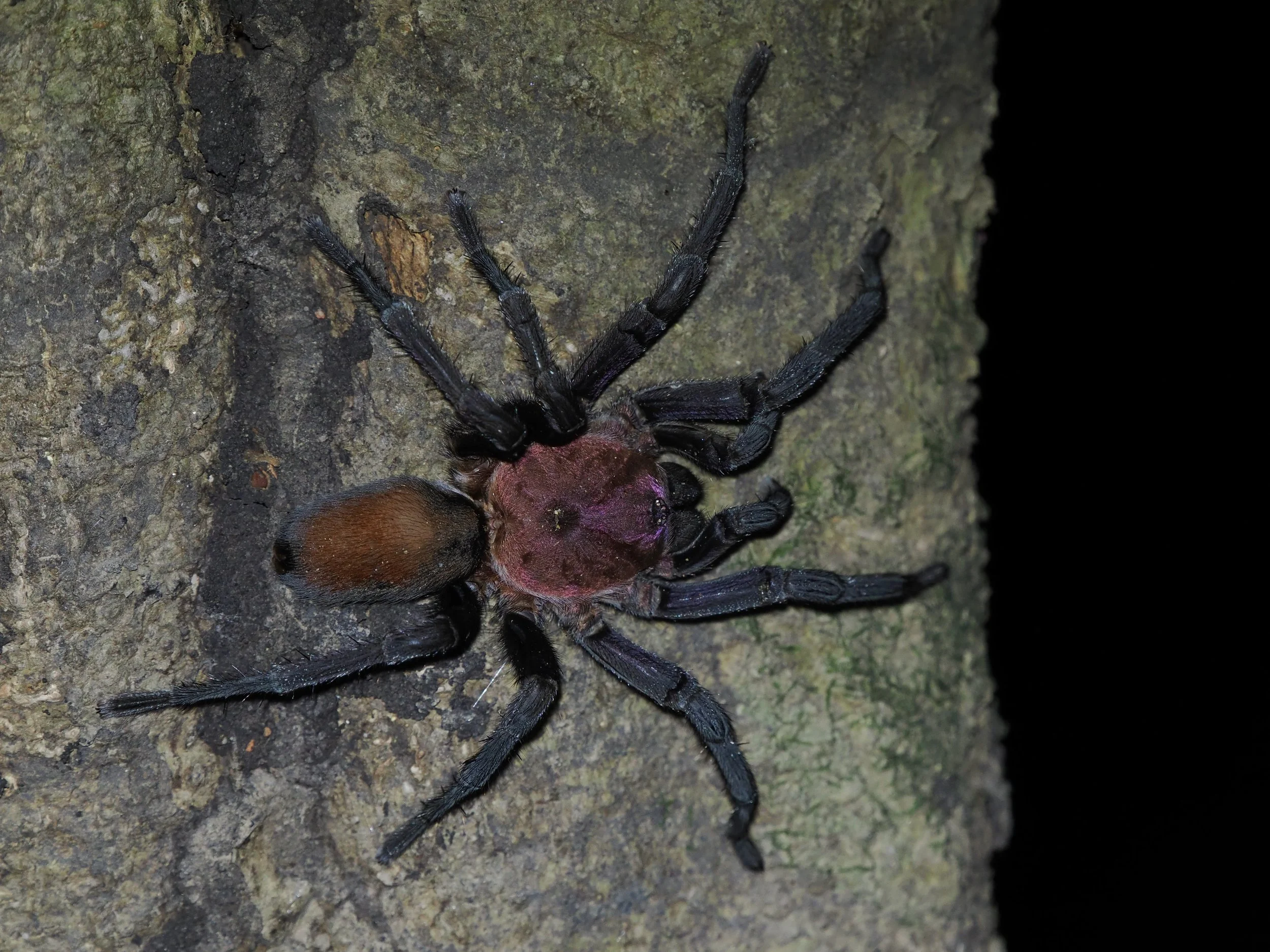 Brazilian Redhead Tarantuala, only recently described to science.
