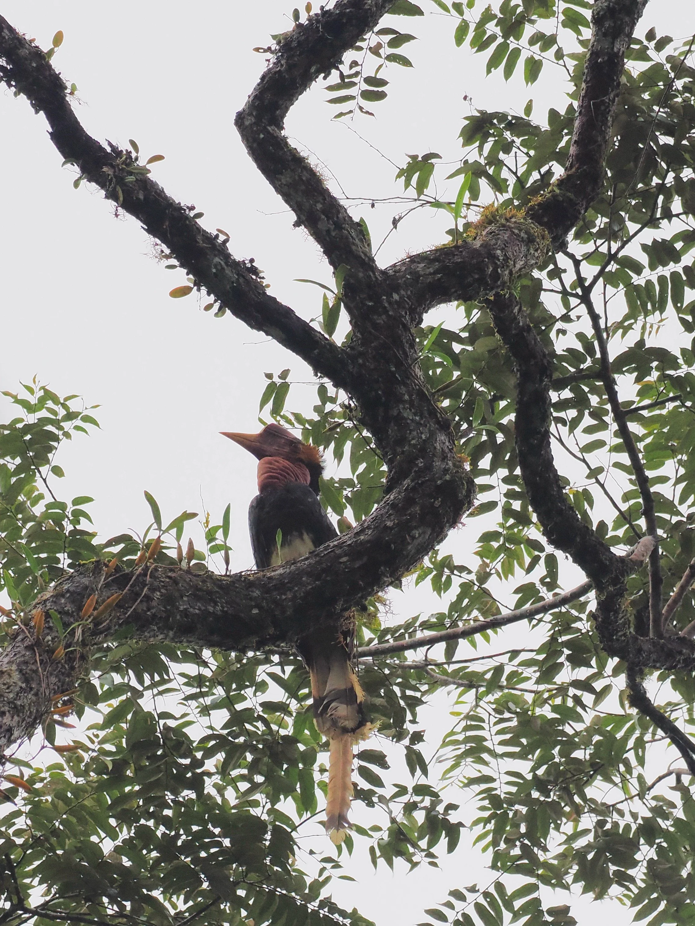 We hope to see the critically endangered Helmeted Hornbill in Danum Valley