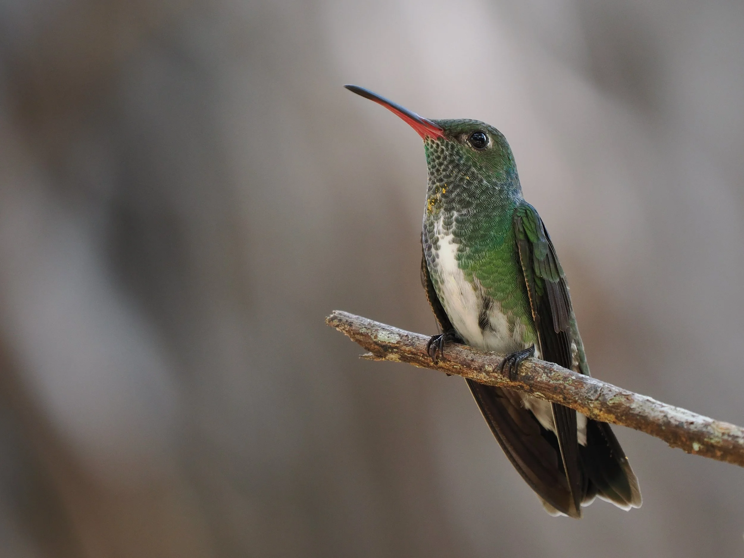 Glittering-throated Emerald_Guyana_Dan Brown_Wild Discovery_Low res_PB044692.jpeg