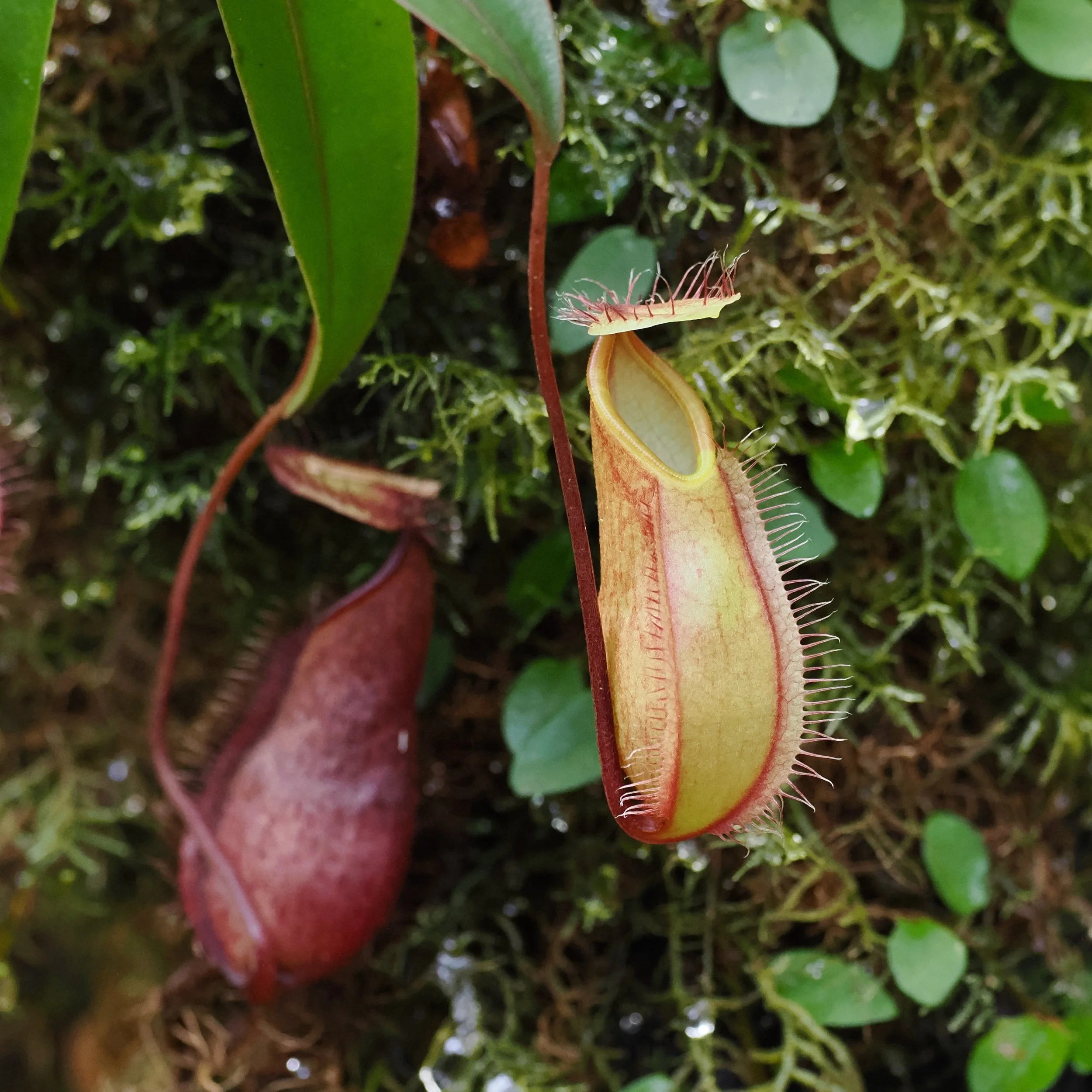 Pitcher Plants