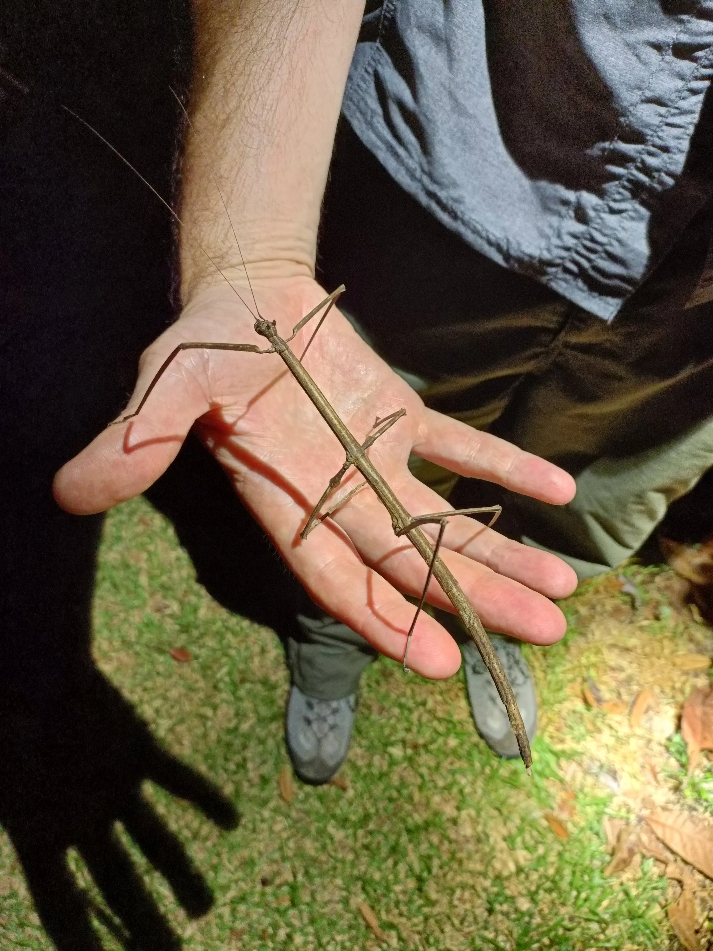 A Giant Stick Insect