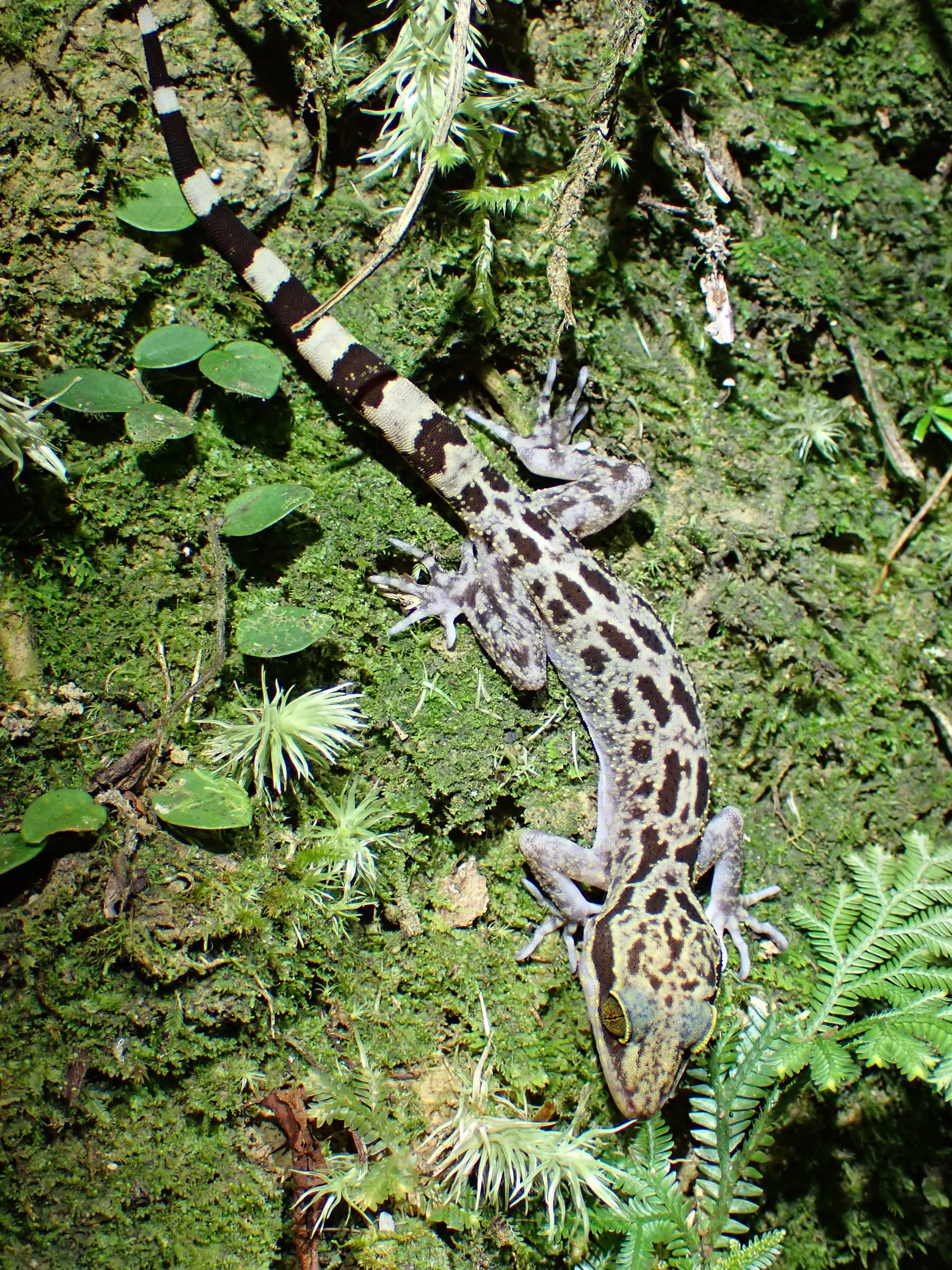 Bent-toed Gecko