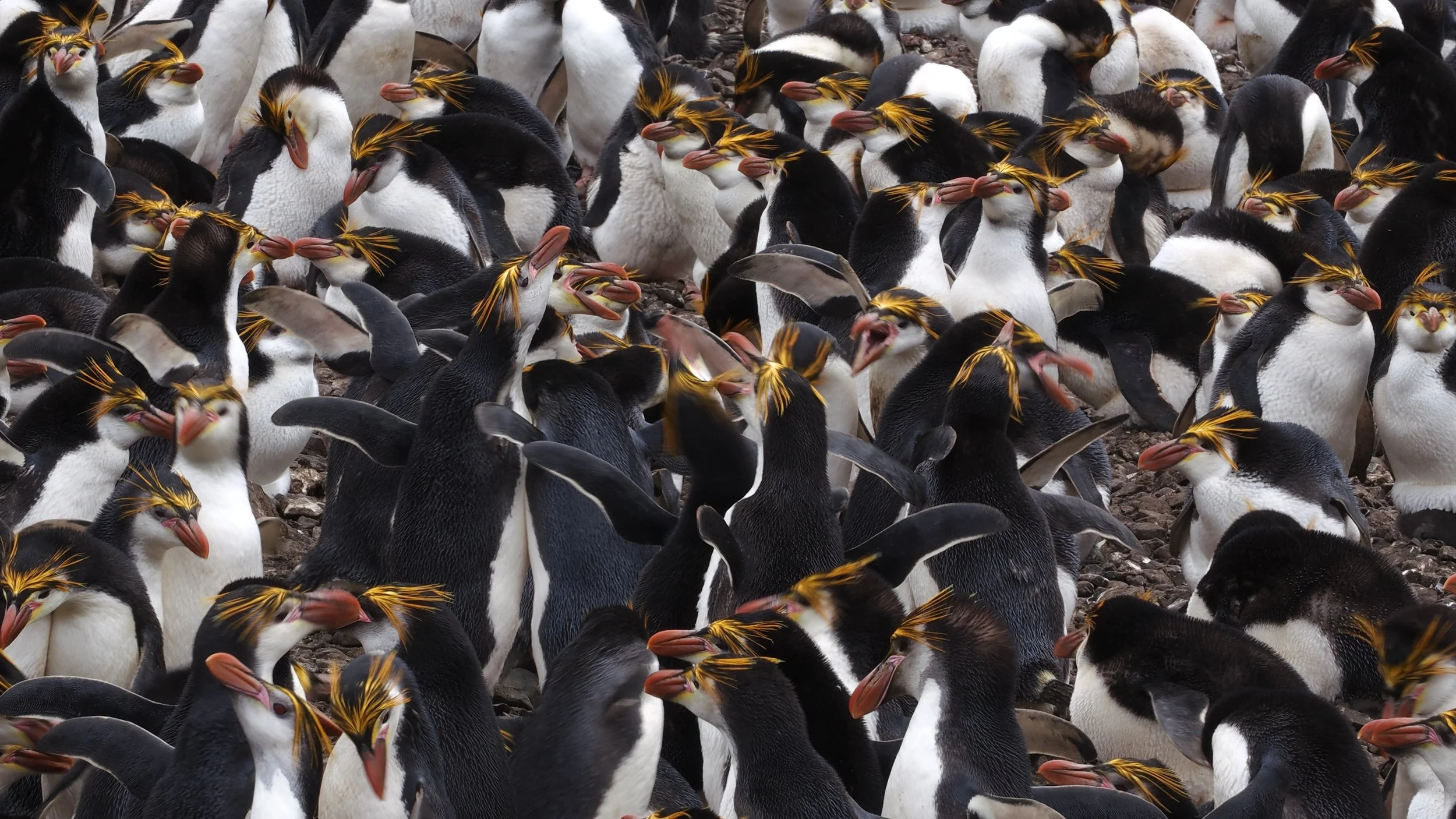 Royal Penguins are endemic to Macquarie