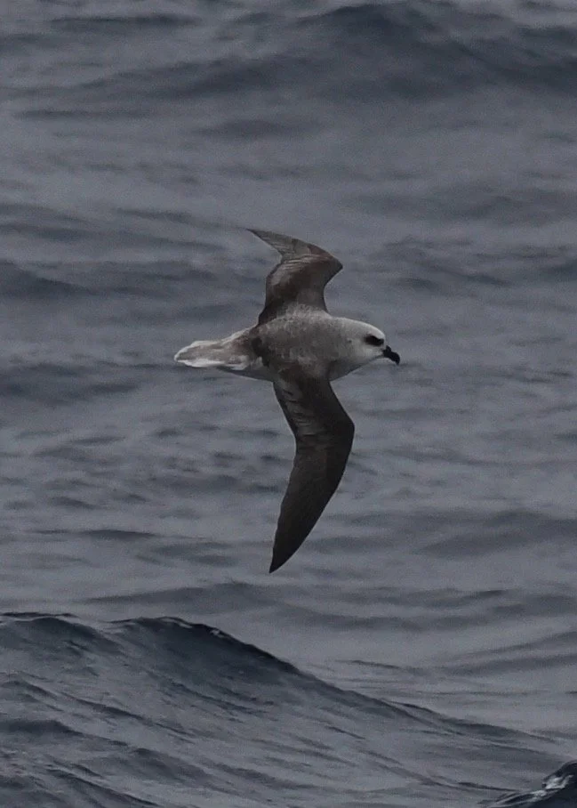 White-headed Petrel