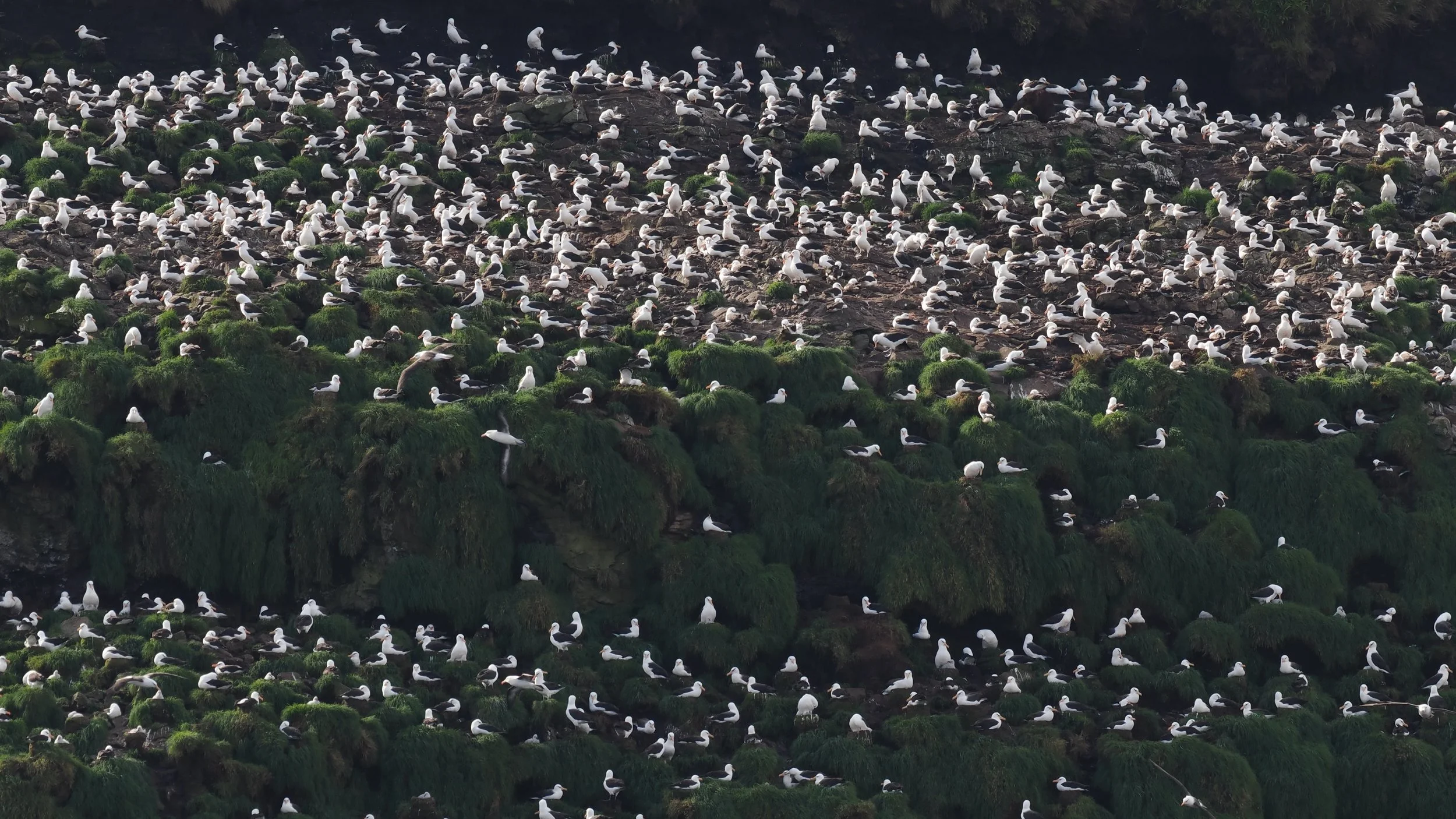 Campbell Albatross colony