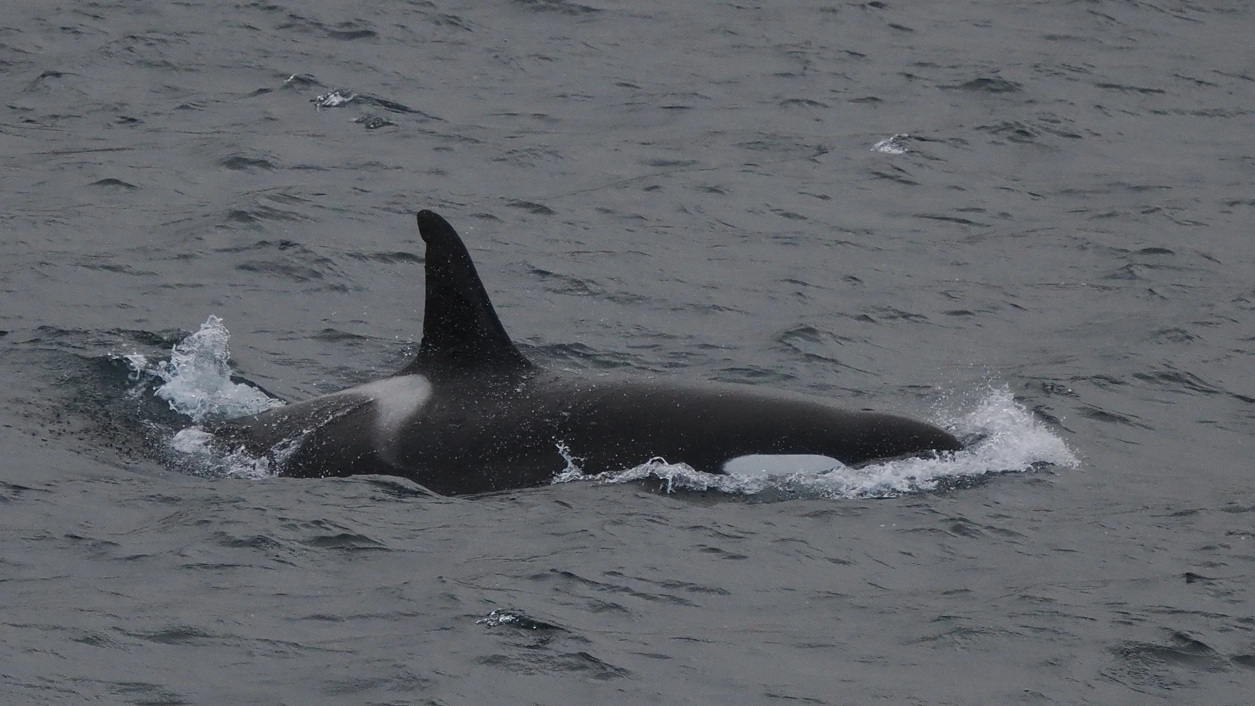 Orca are possible especially around Macquarie Island